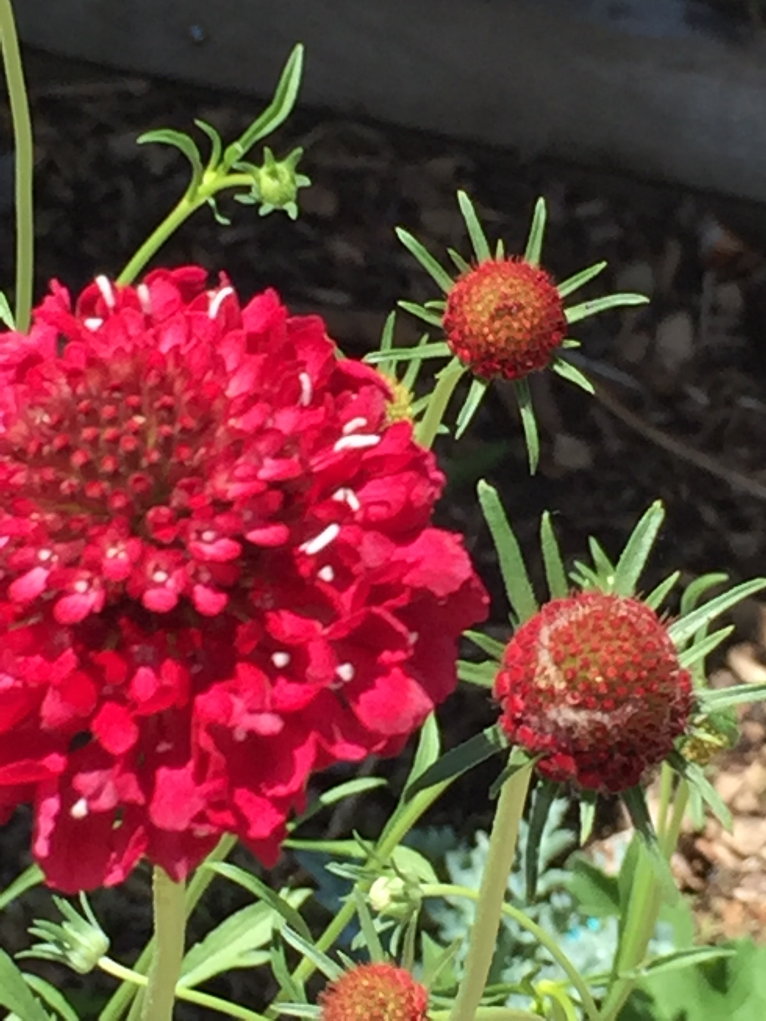 Scarlet Scabiosa