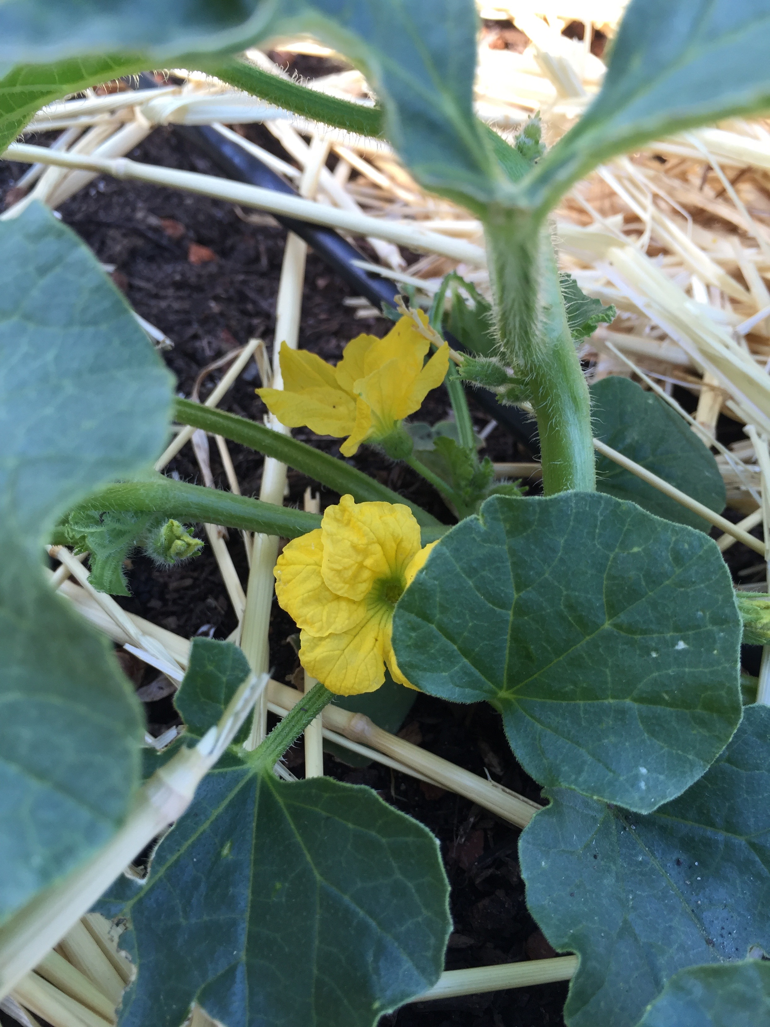 Cantaloupe blossoms