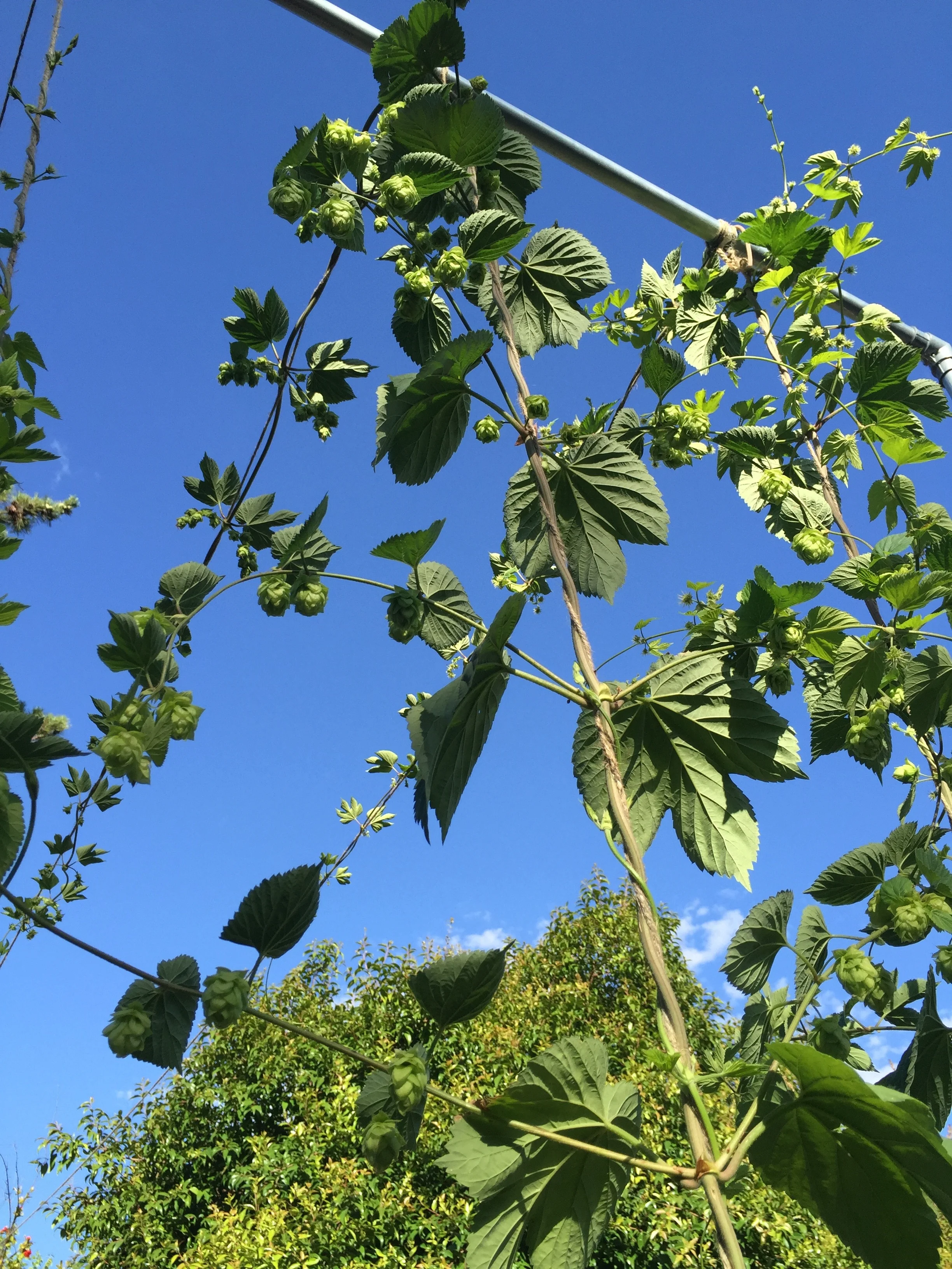 Hop cones