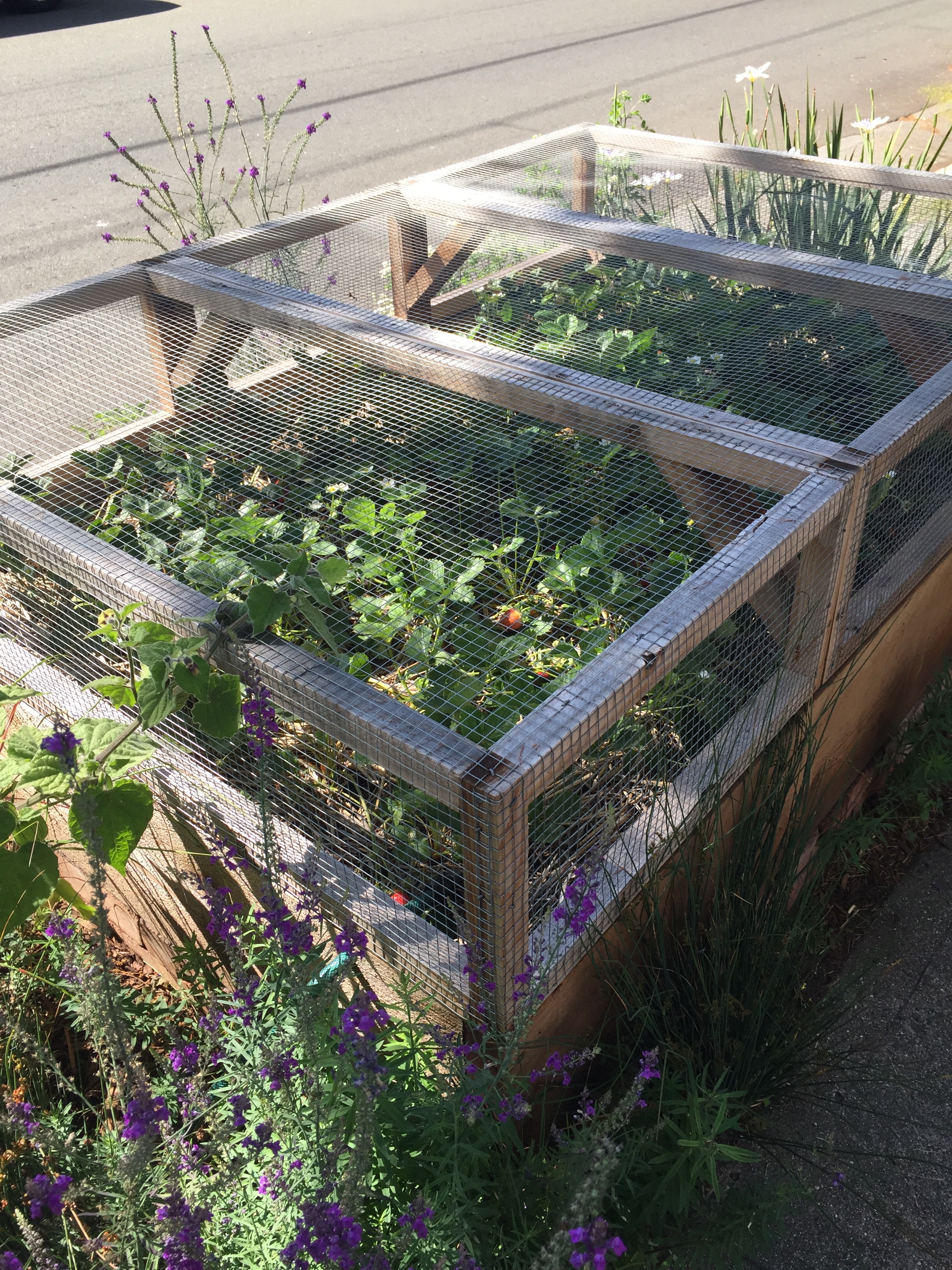 an ingenious way of protecting a raised strawberry bed from critters