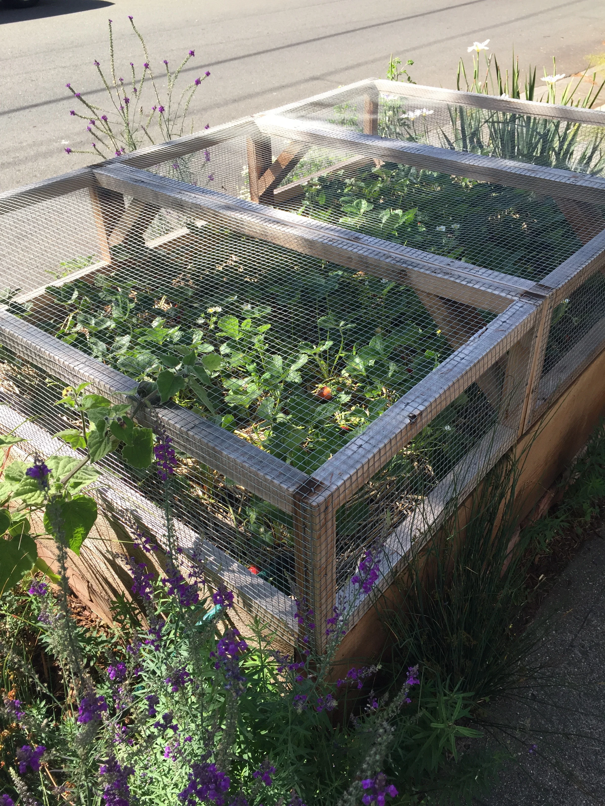 an ingenious way of protecting a raised strawberry bed from critters
