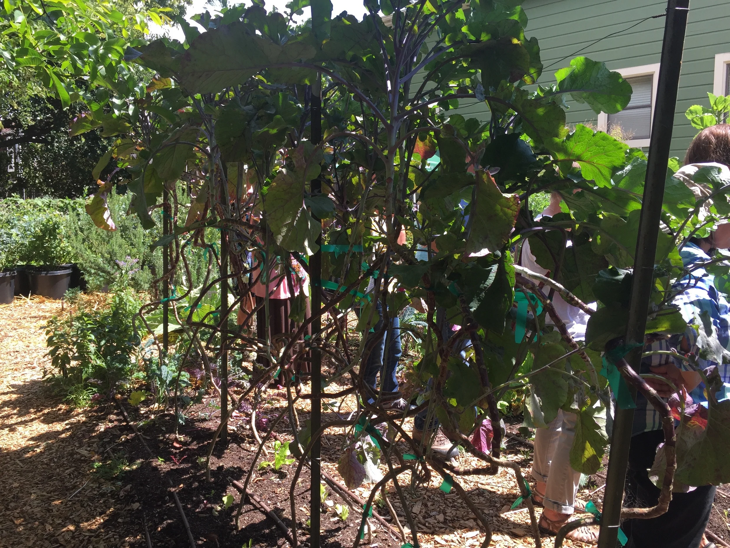 and nearly every garden I toured had these - tree collards - a perennial green. I think I must try them.