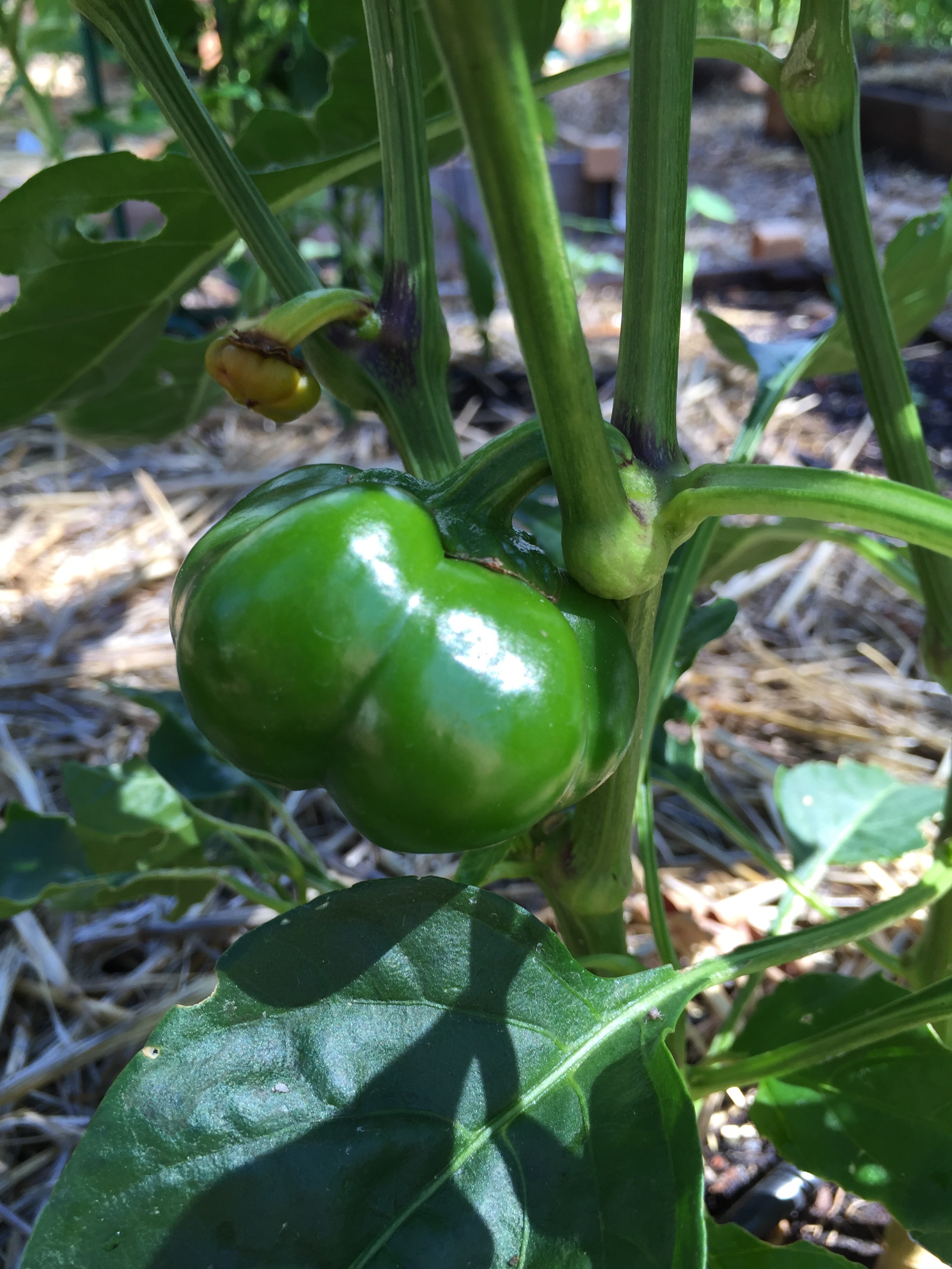Sheepnose Pimento