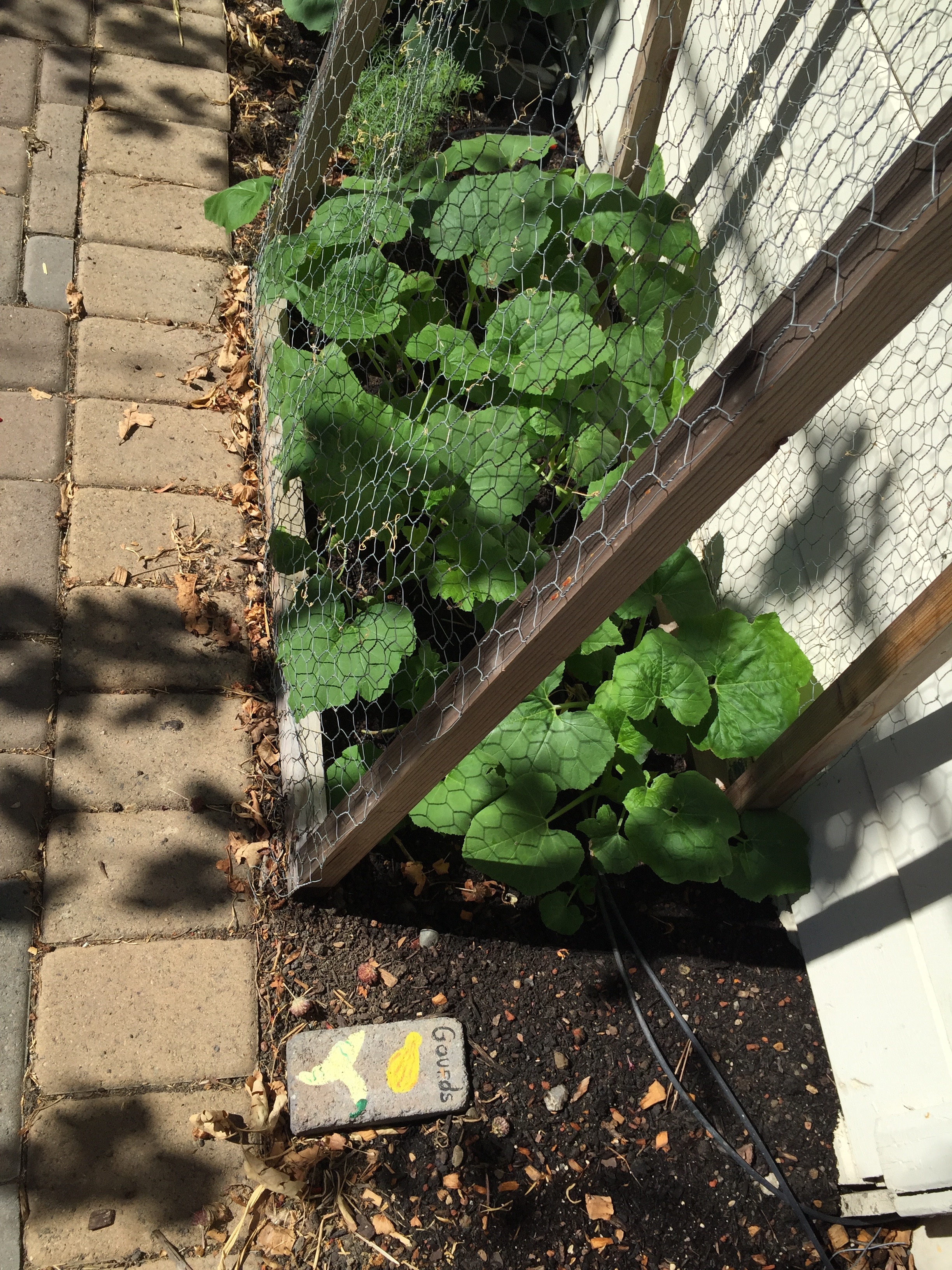 Gourds