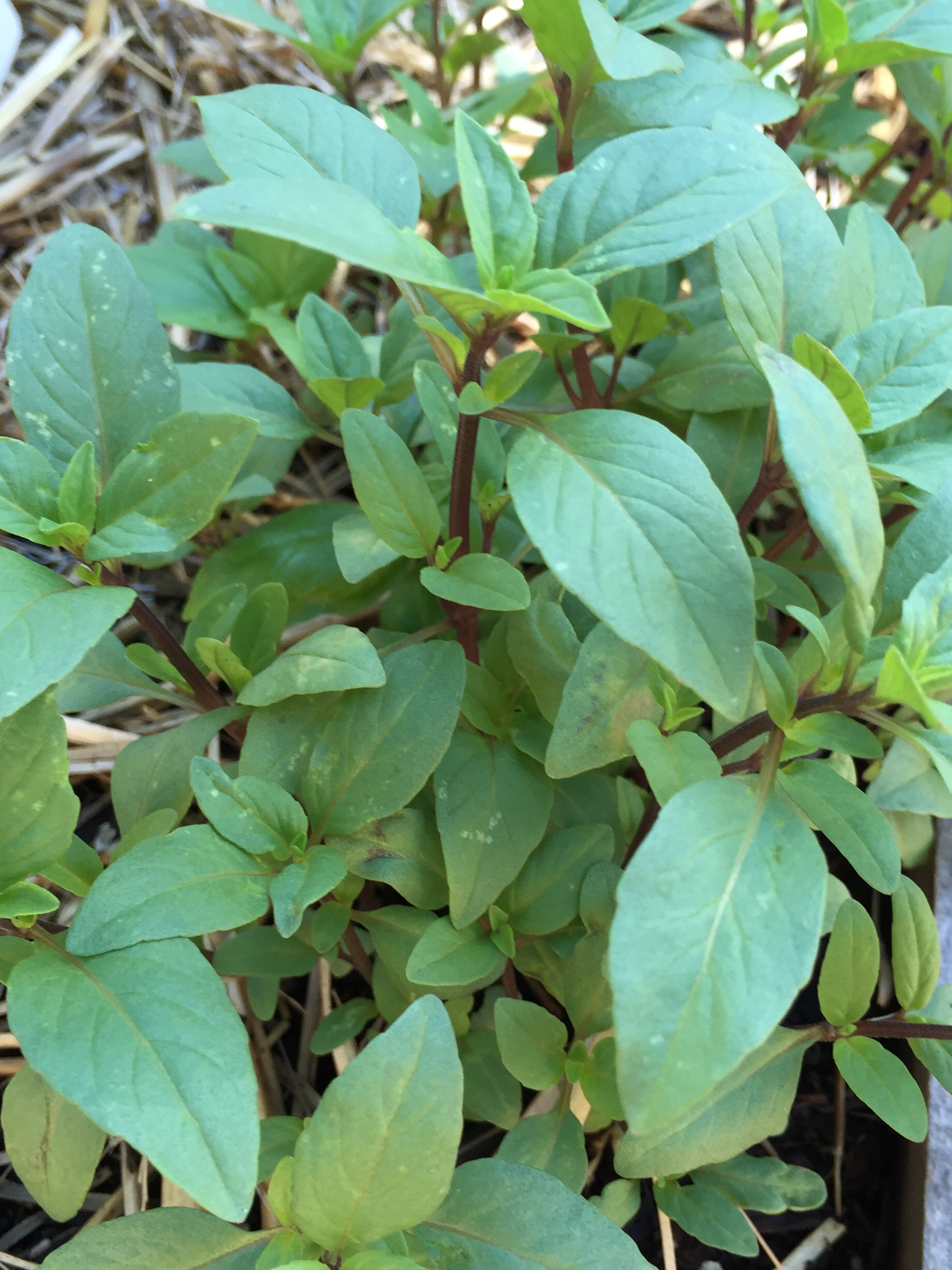 Basil 'True Thai Queenette'