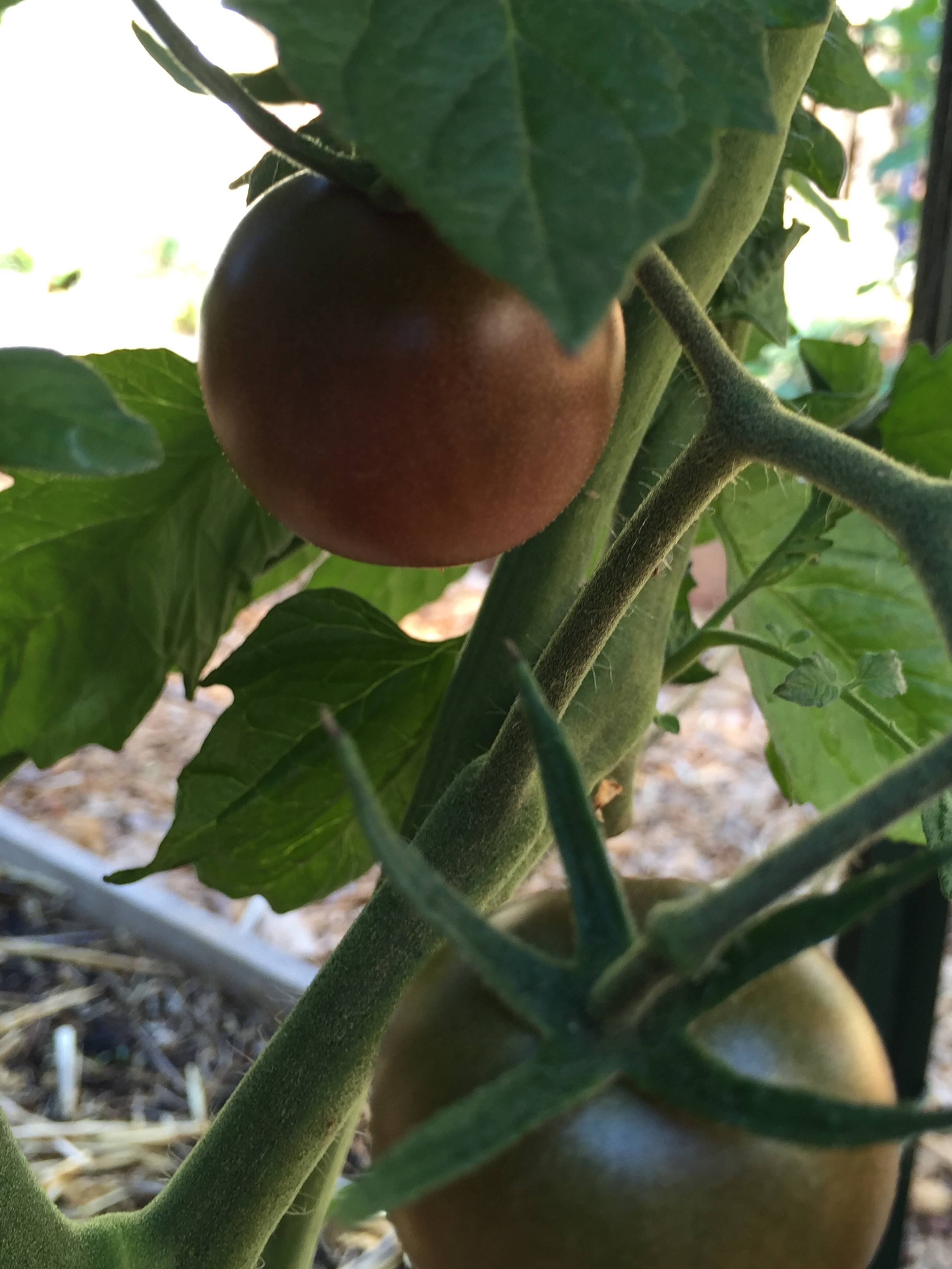 'Black Cherry' tomato