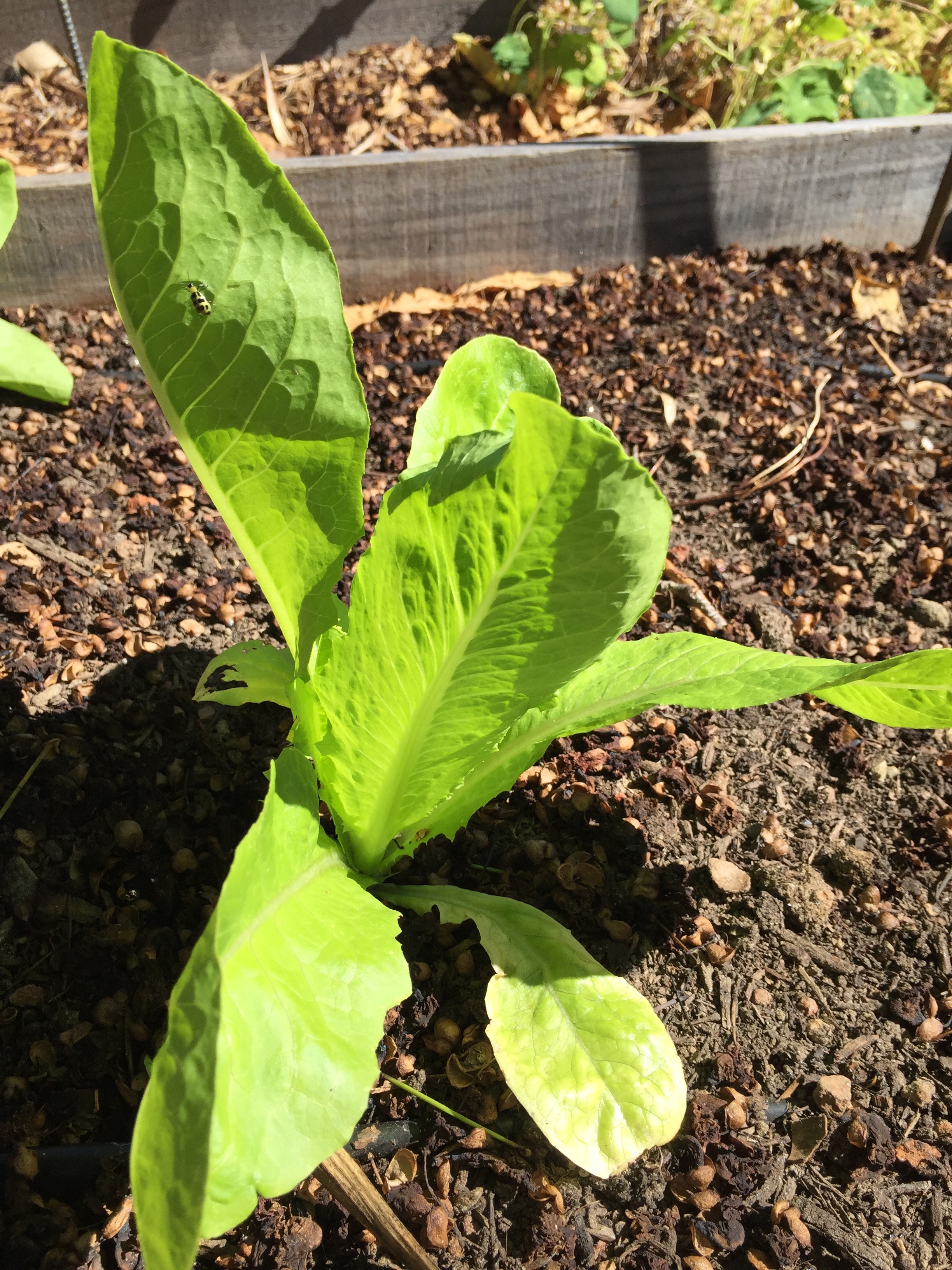 Romaine 'Jericho'