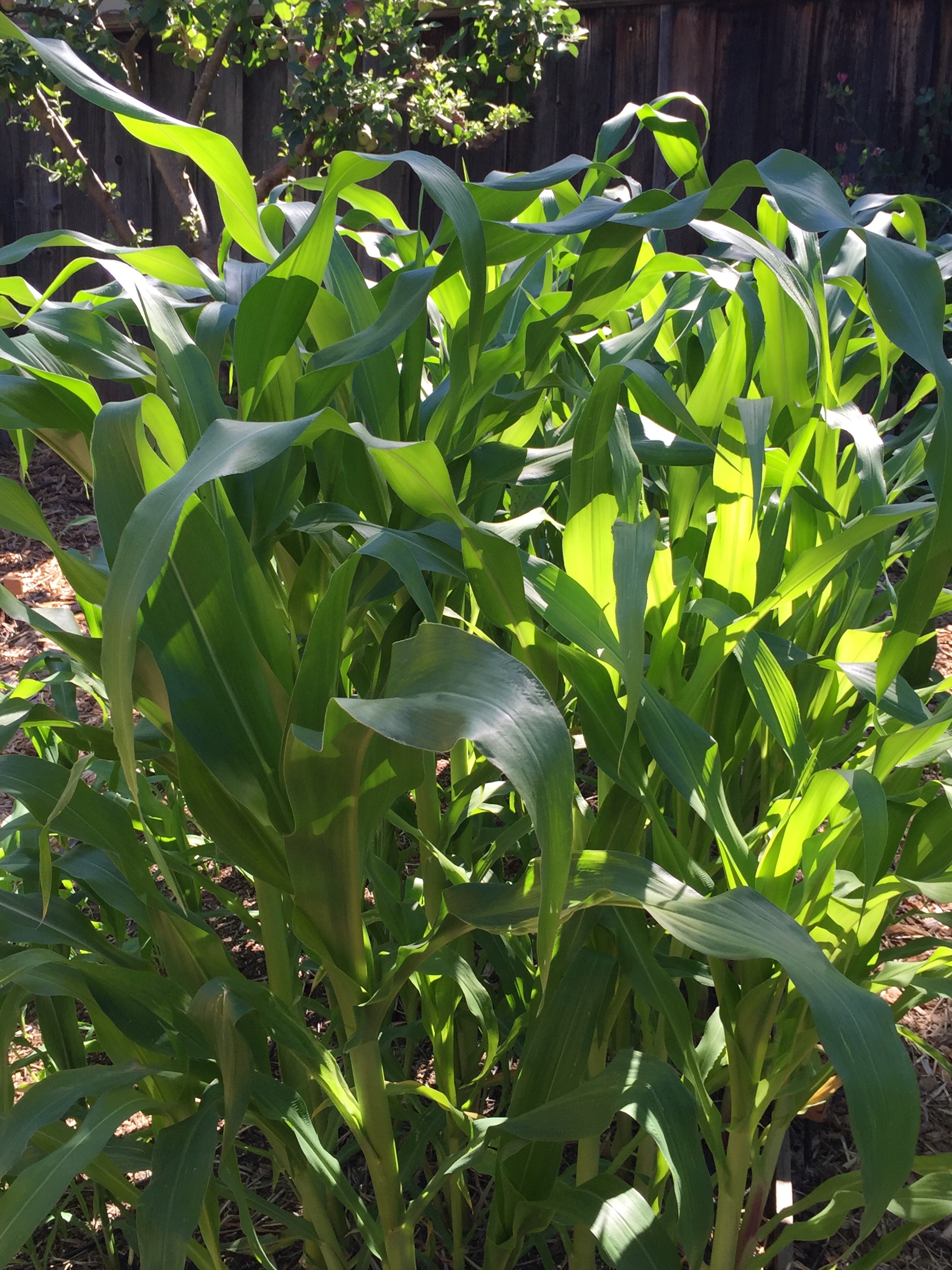 Golden Bantam 12-row, first planting