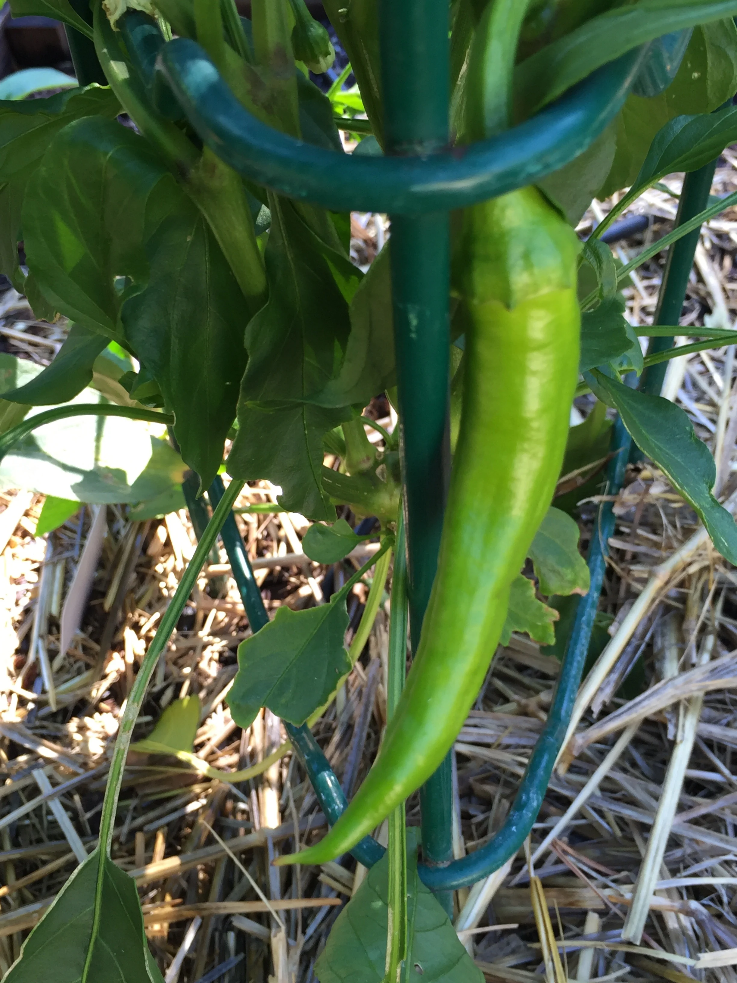 'Jimmy Nardello' sweet pepper