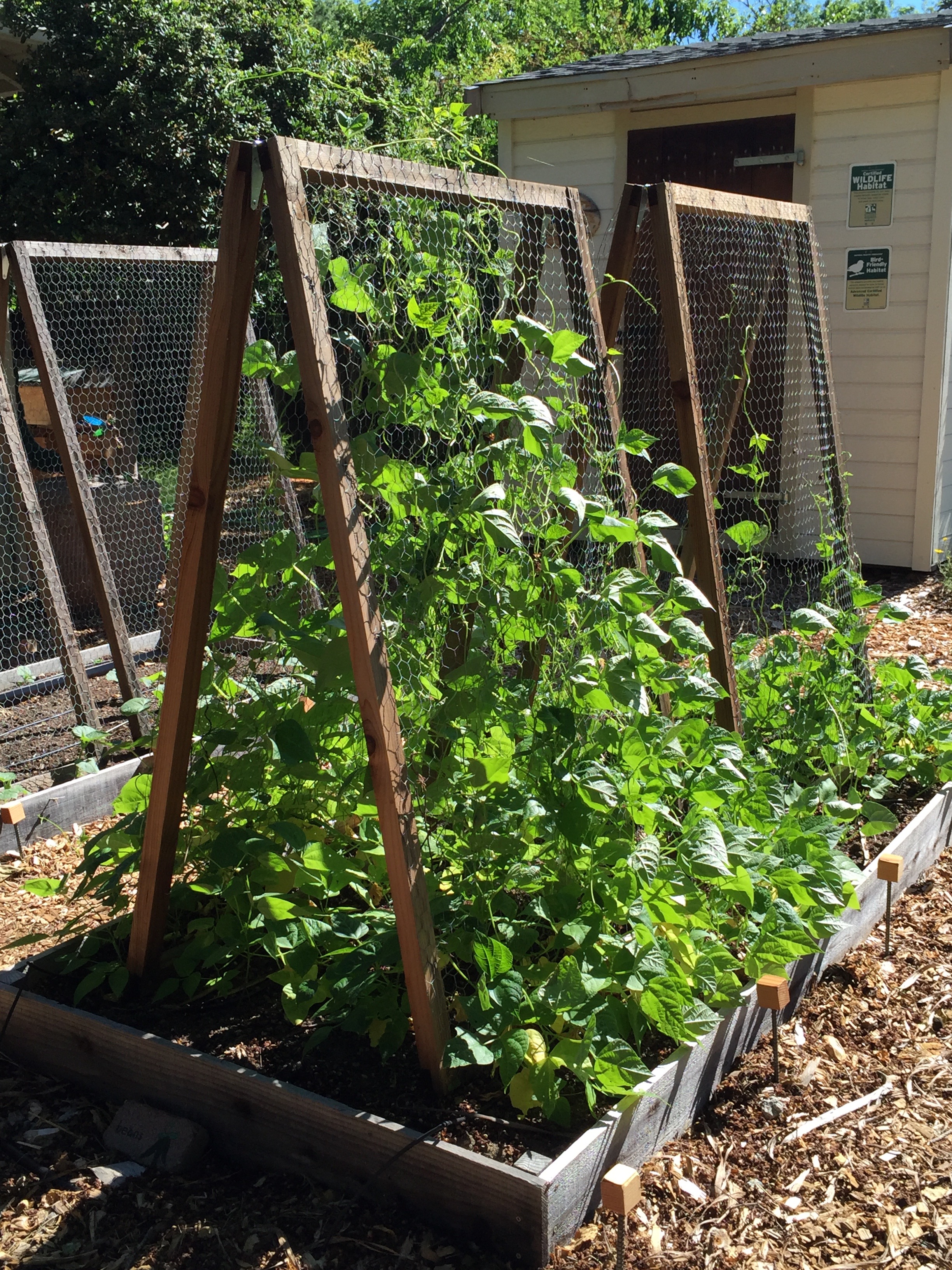 'Missouri Wonder' pole bean, first planting