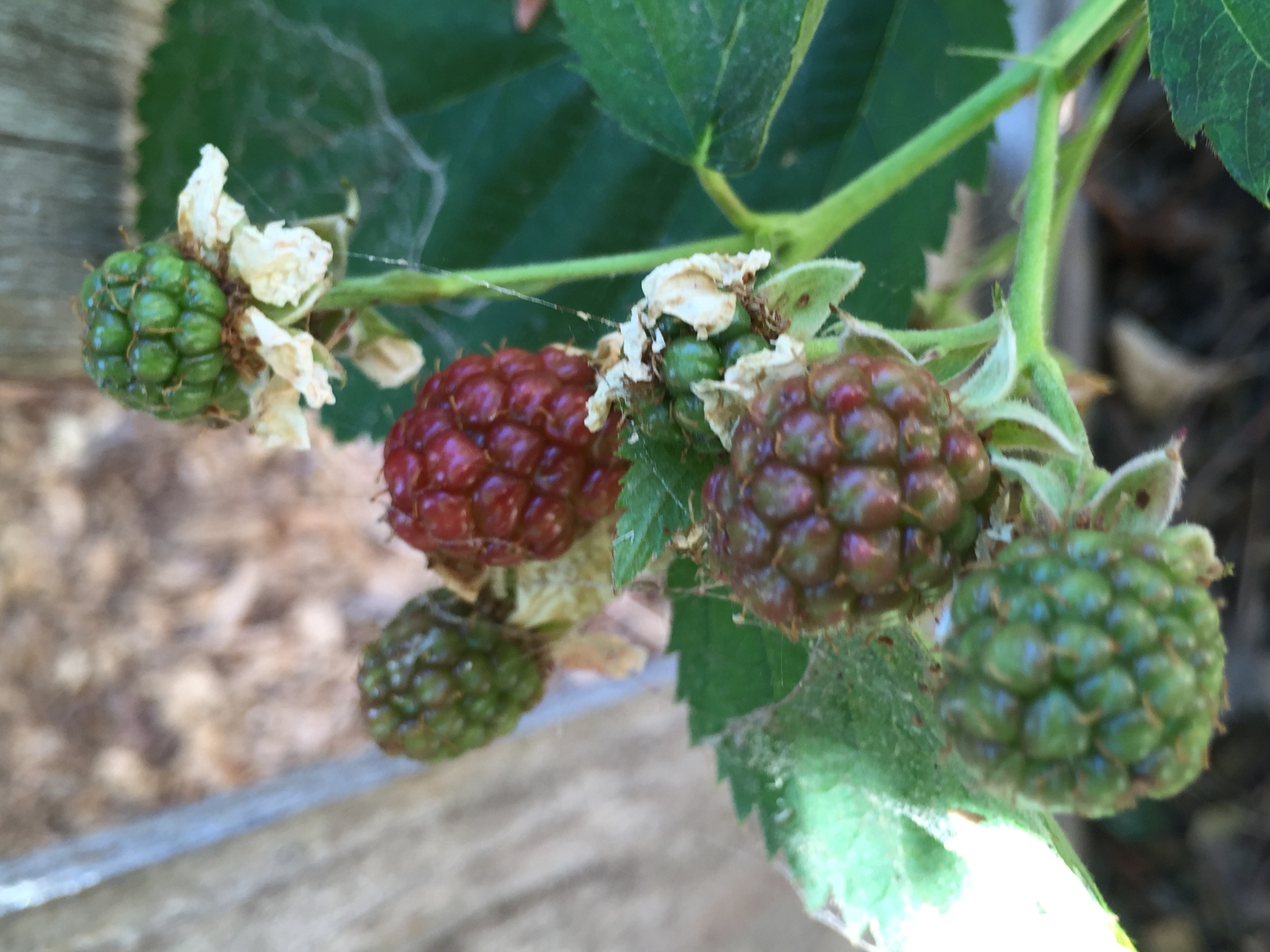 Blackberry