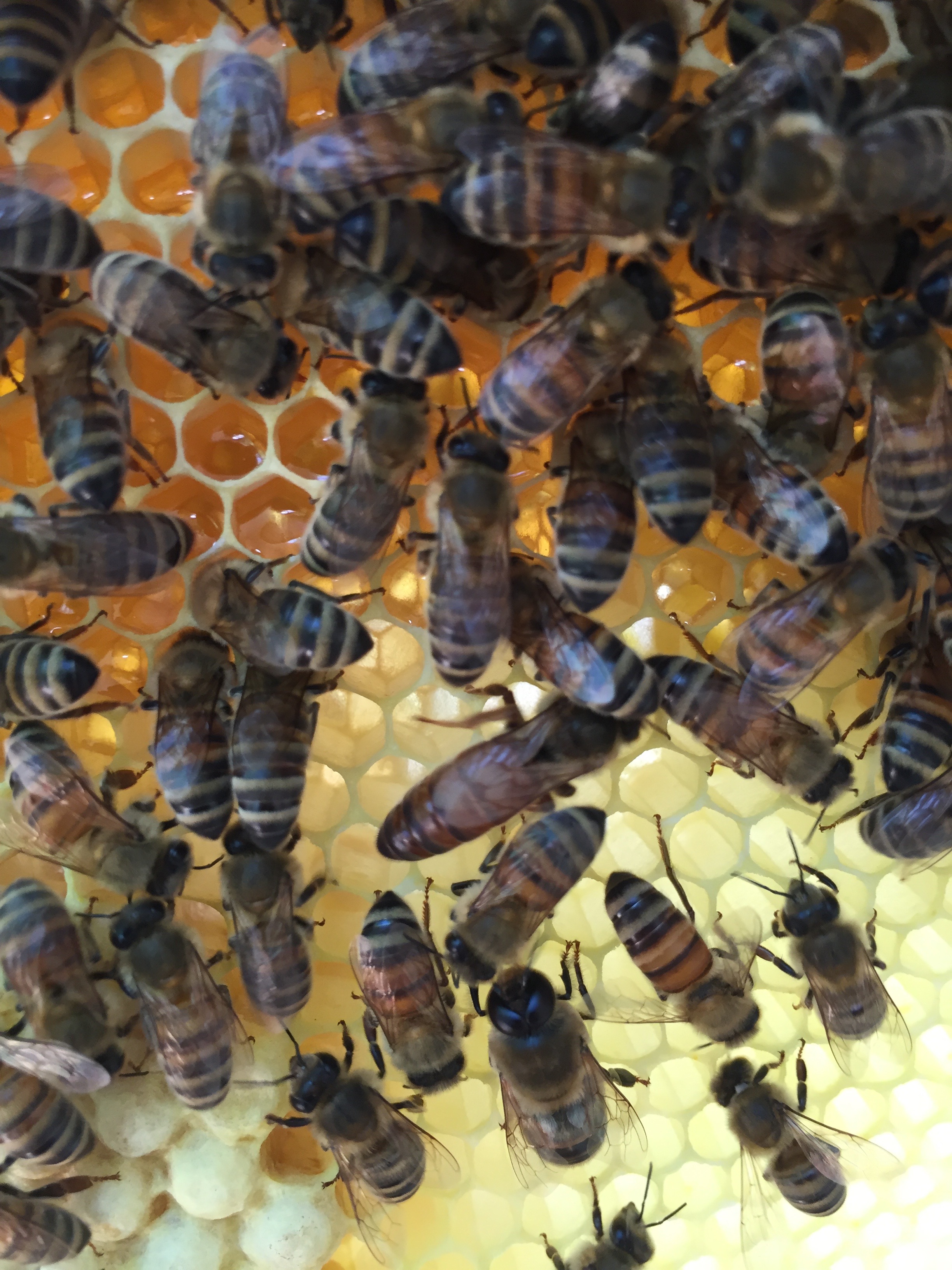 Queen in the middle, laying drone eggs