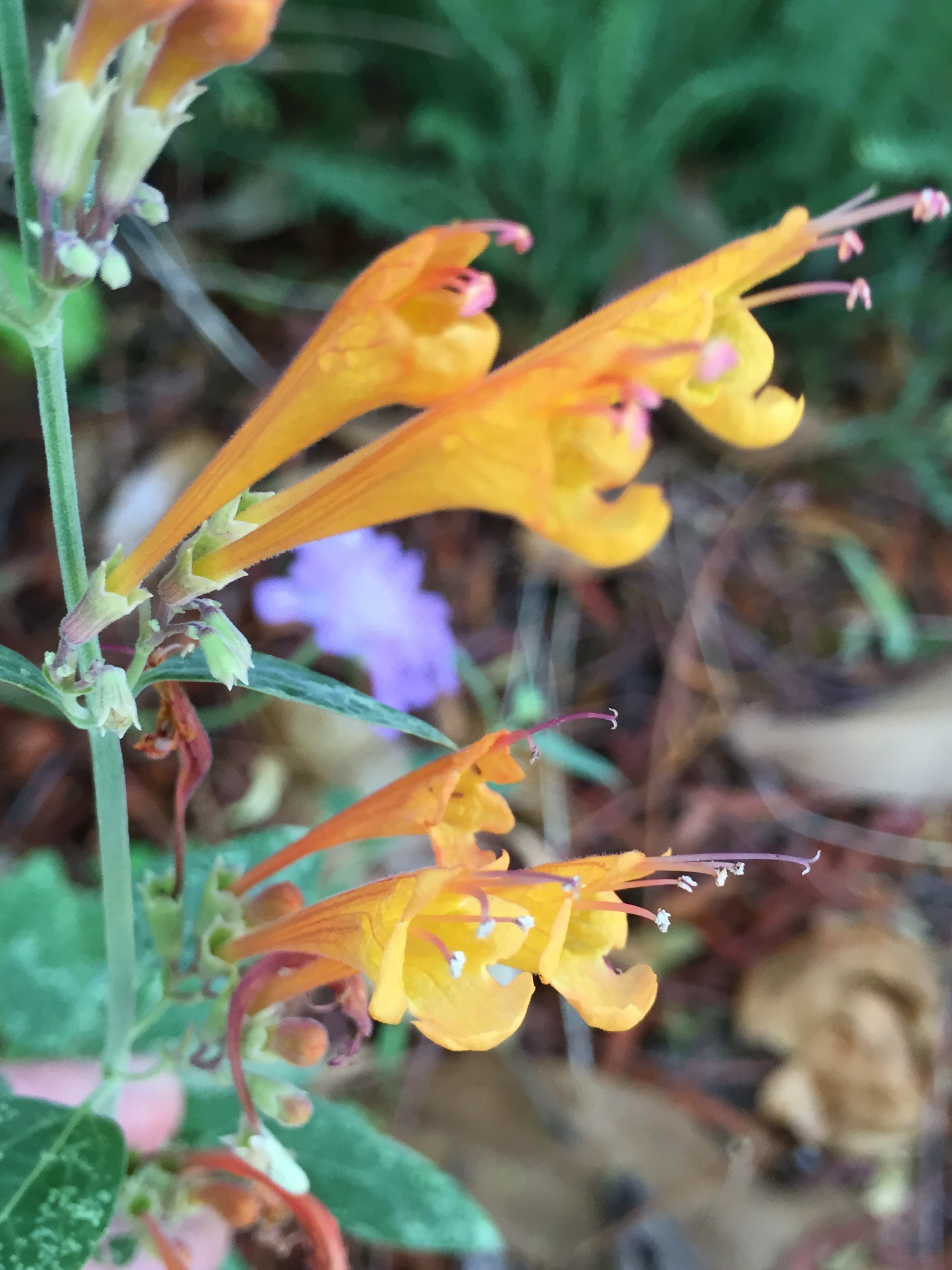 Agastache aurantiaca 'Coronado'