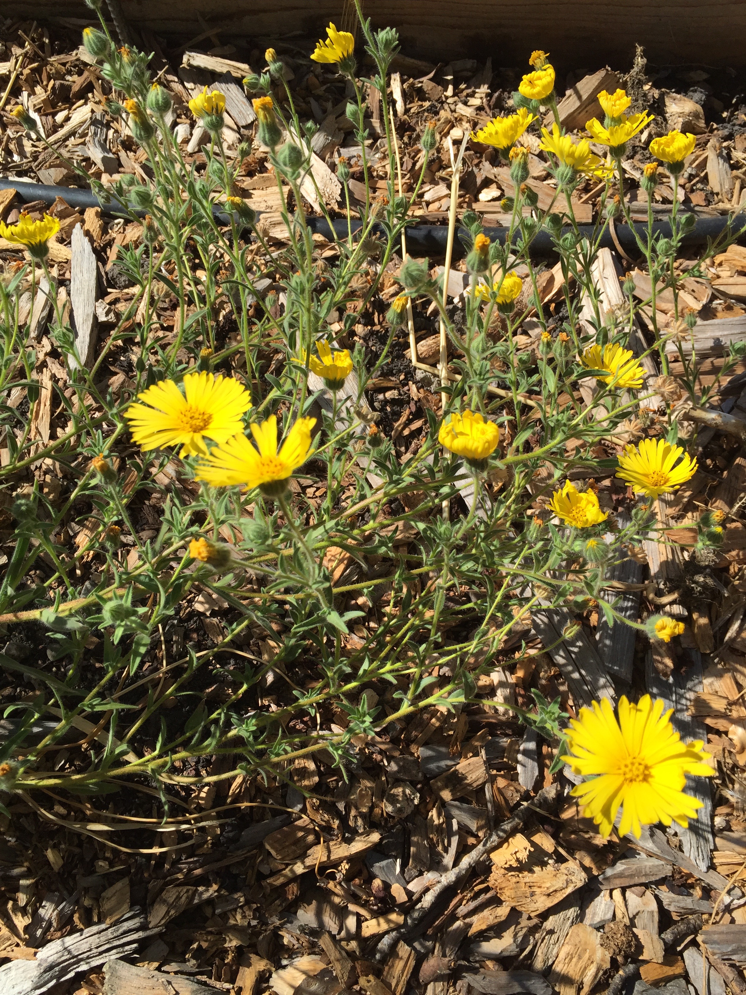 Madia elegans (Elegant Tarweed)