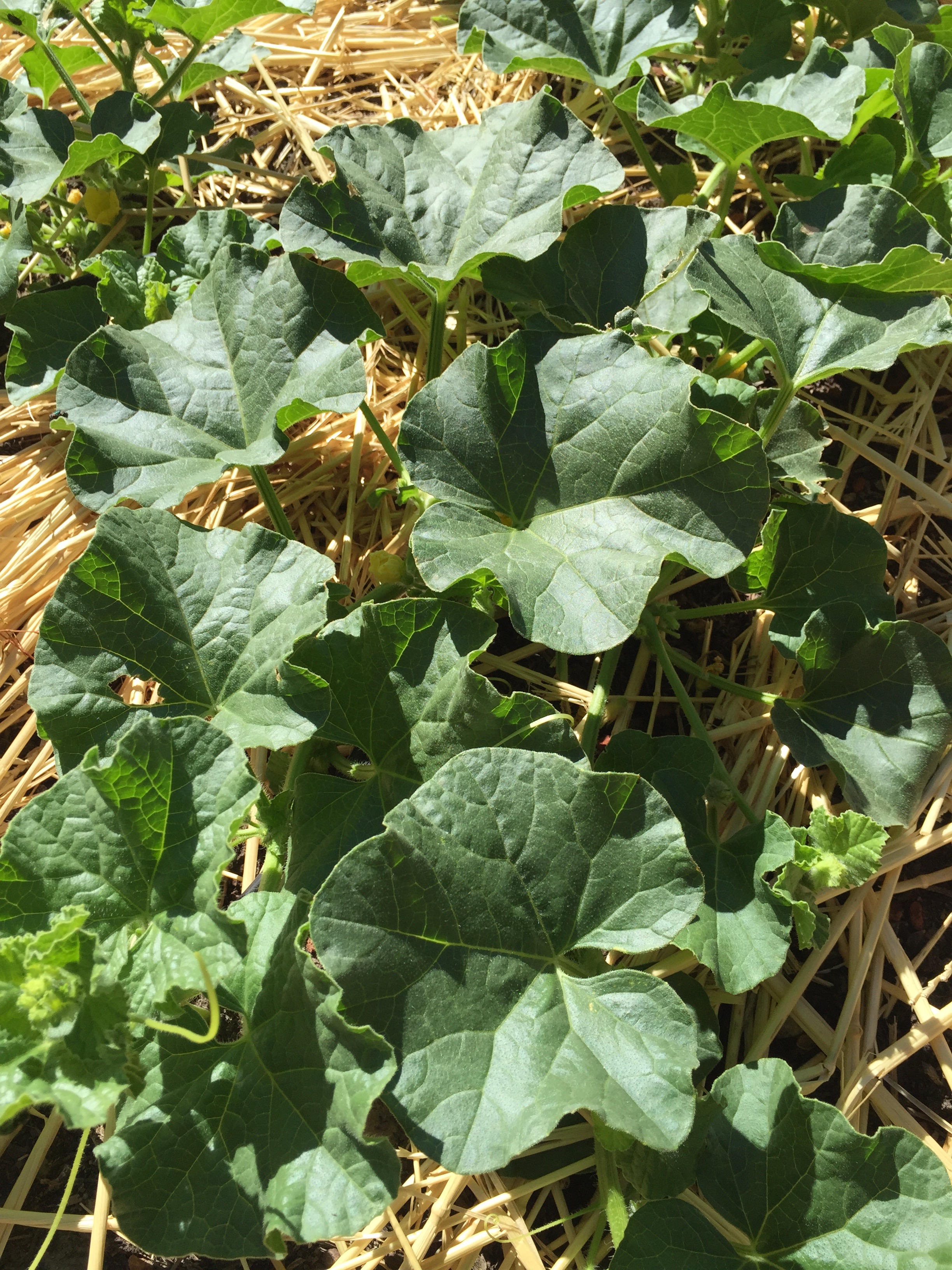 Cantaloupe 'Golden Jenny'
