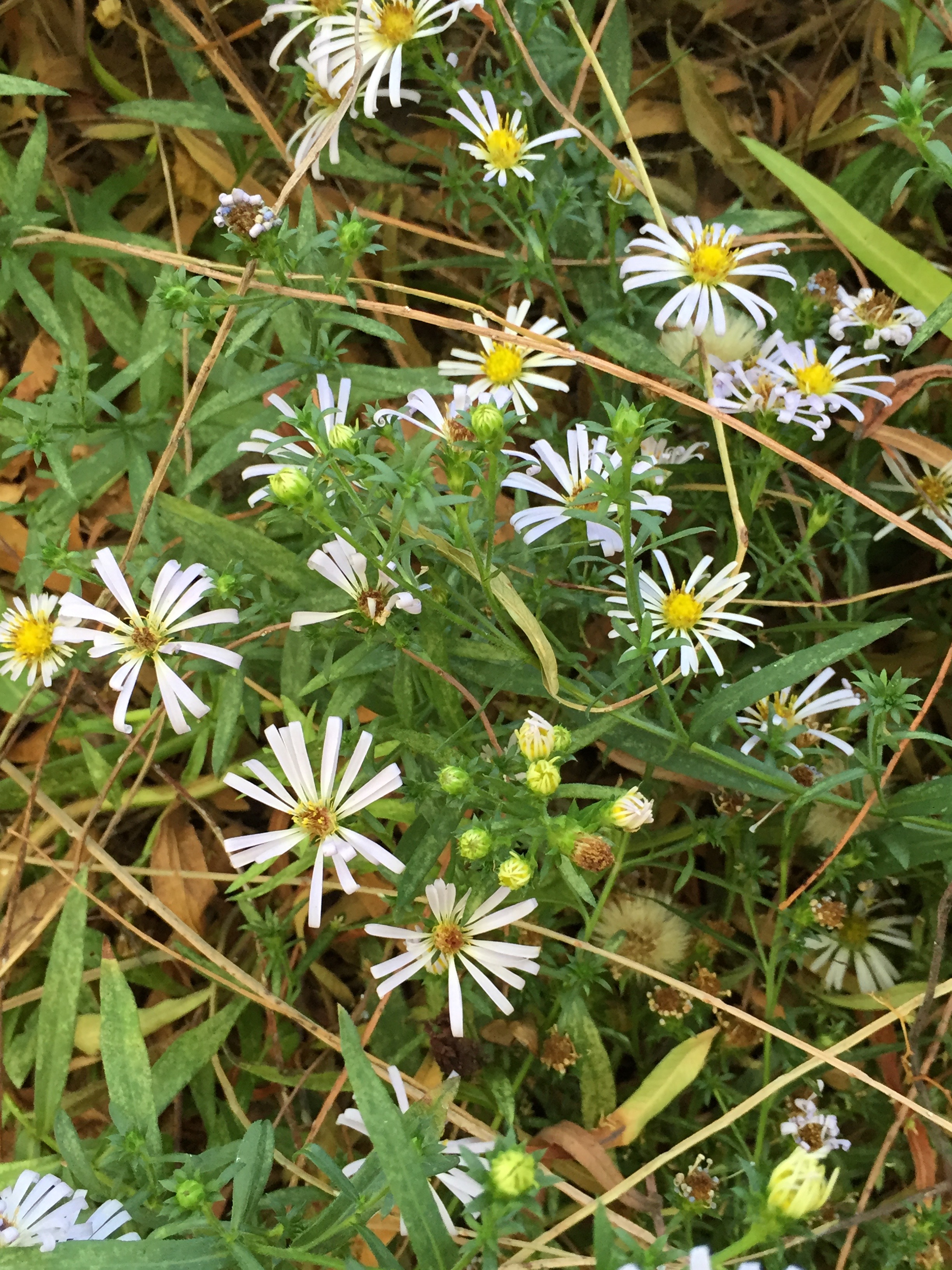 California Aster