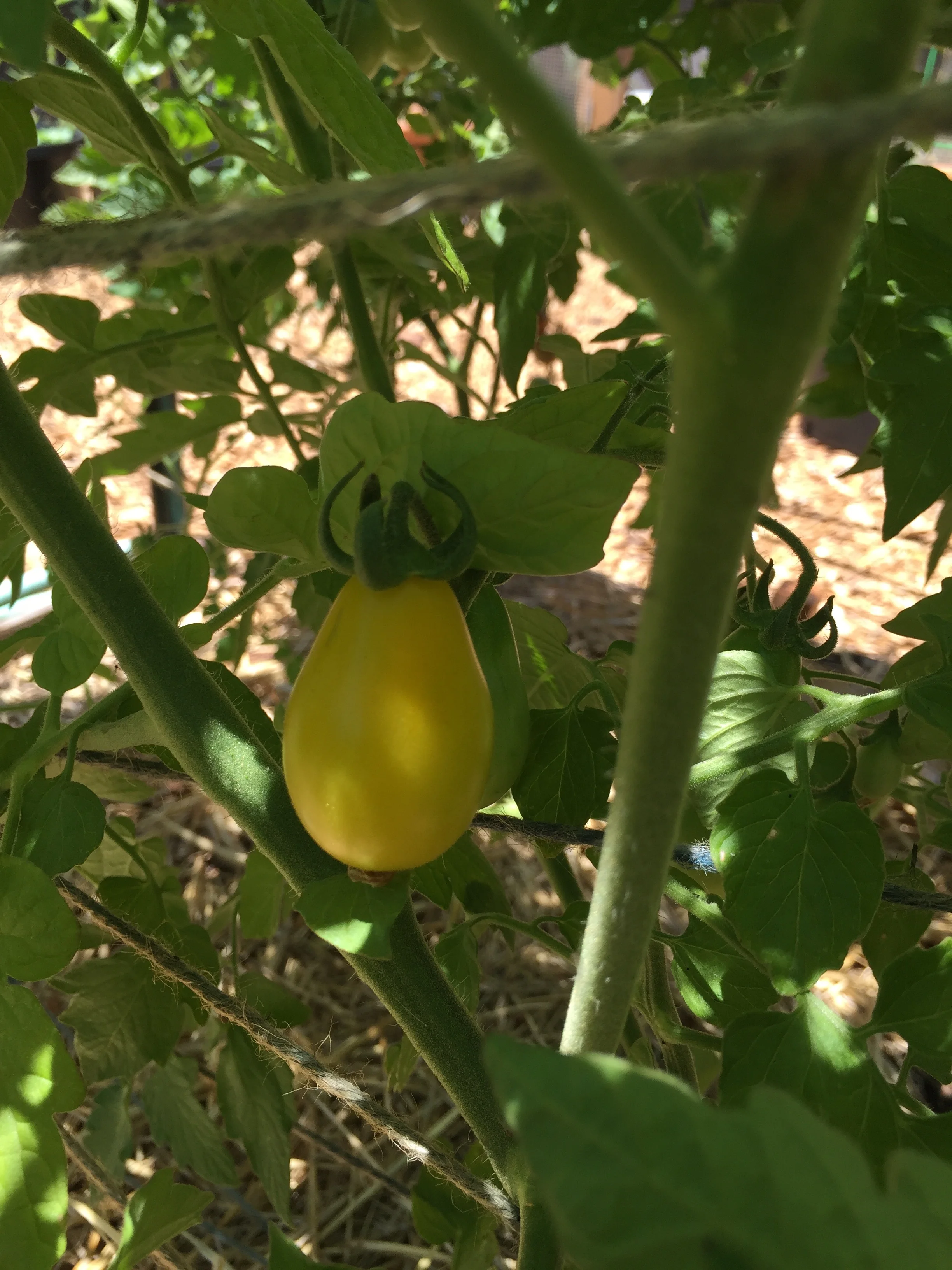 Yellow Pear