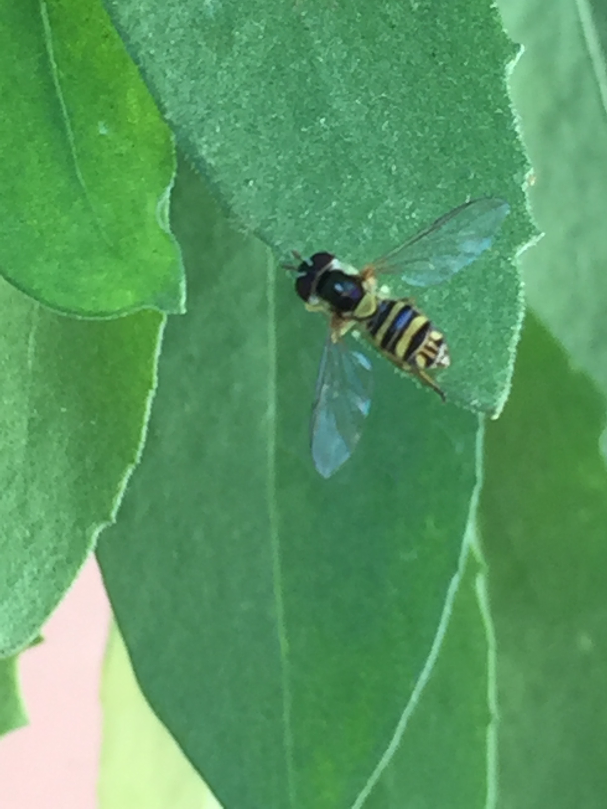 I can't figure out what this is, I think it might be a cuckoo bee