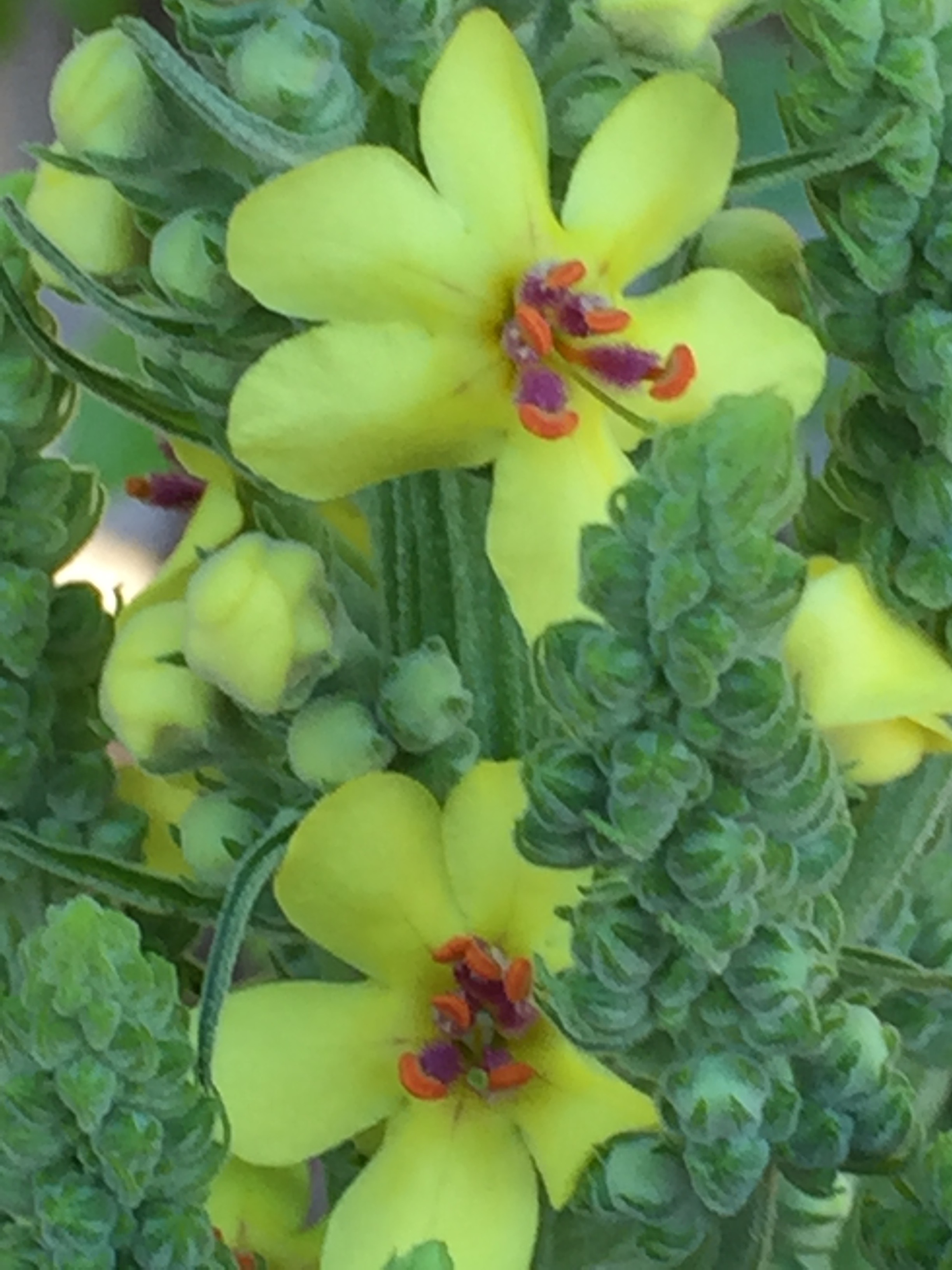Verbascum nigrum 'Dark Mullein'