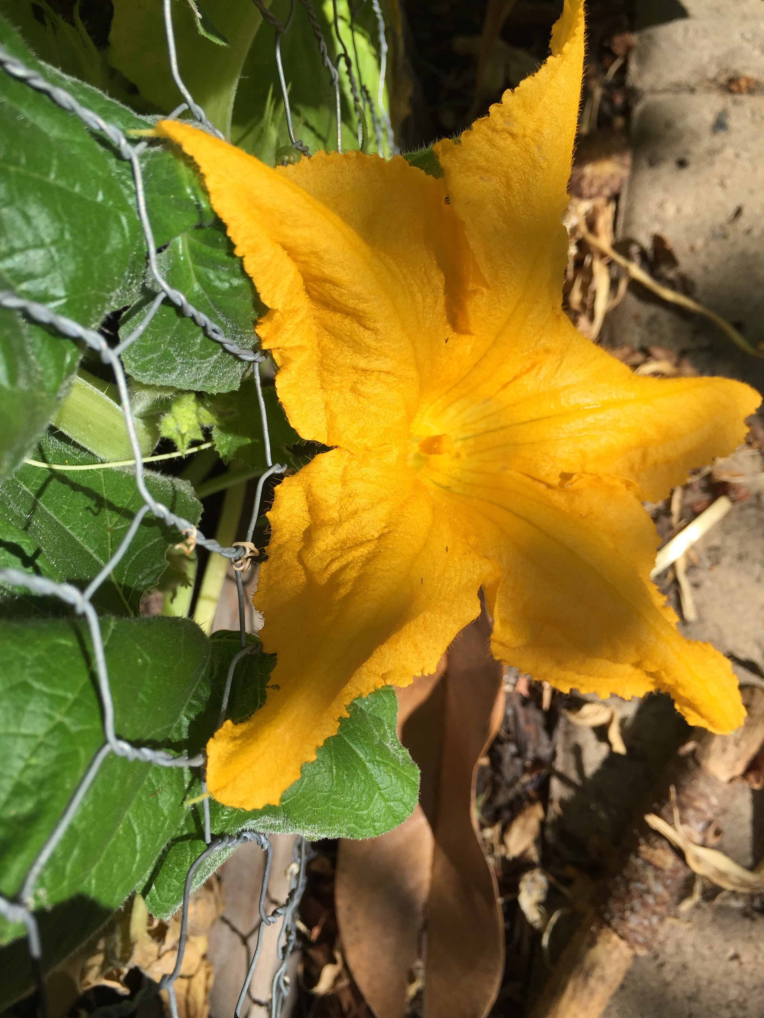 This huge blossom is for a mini-pumpkin!