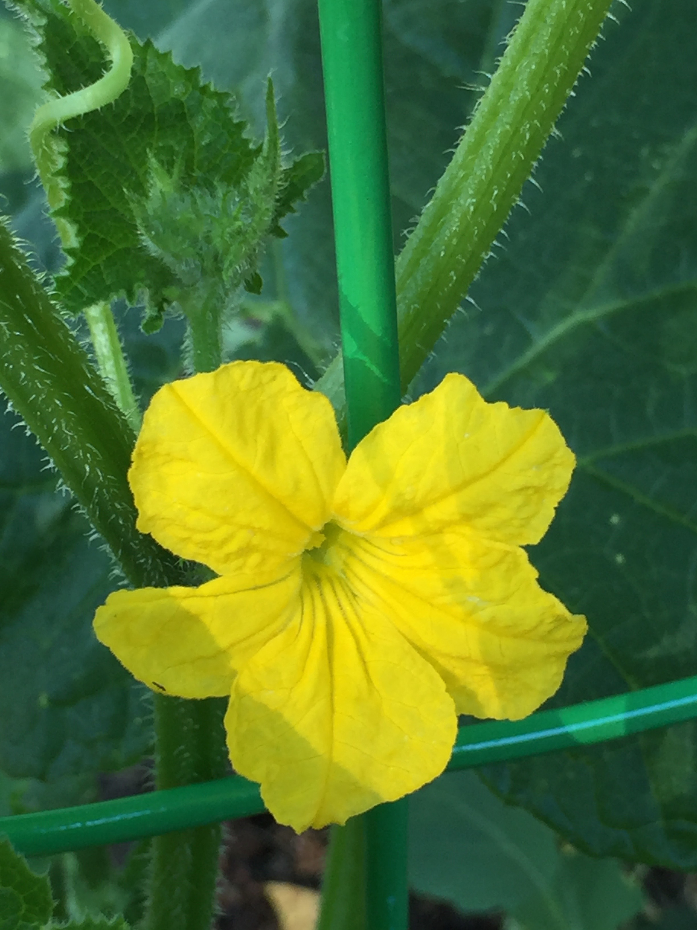 Cucumber