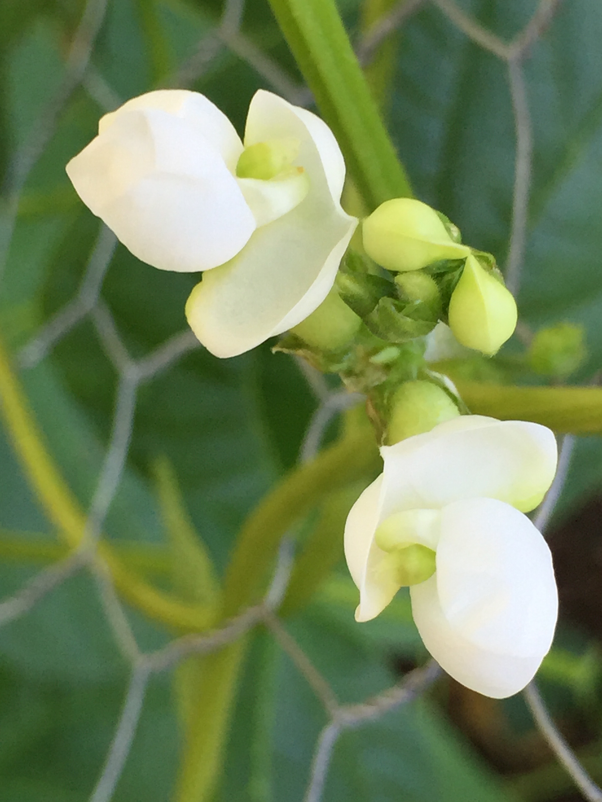 Pole Beans