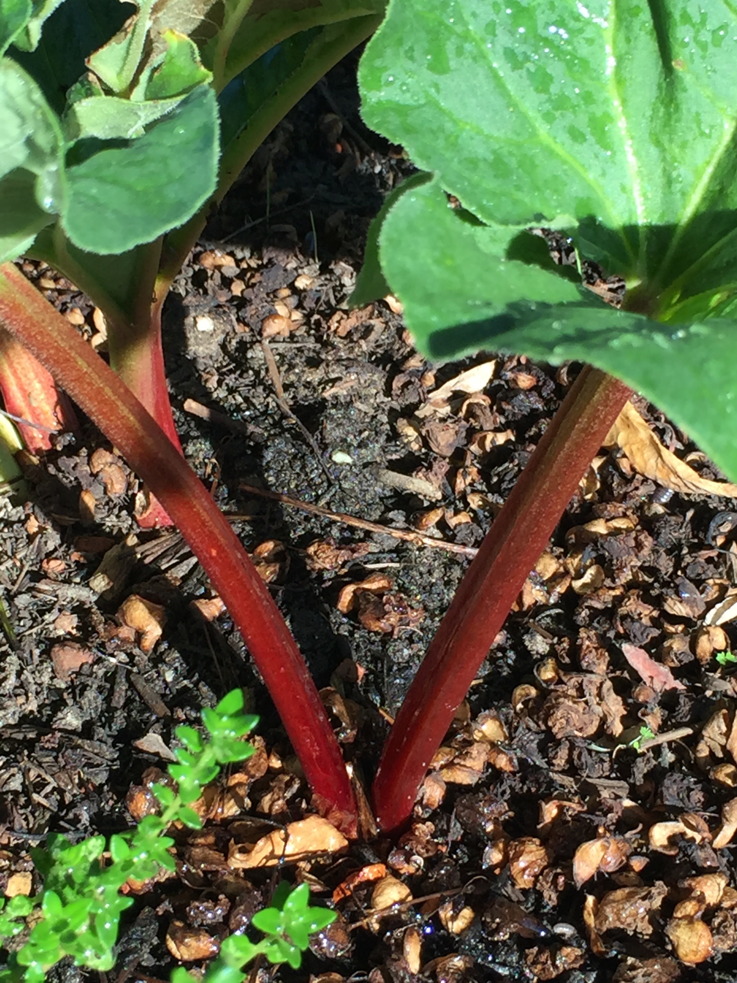 Rhubarb