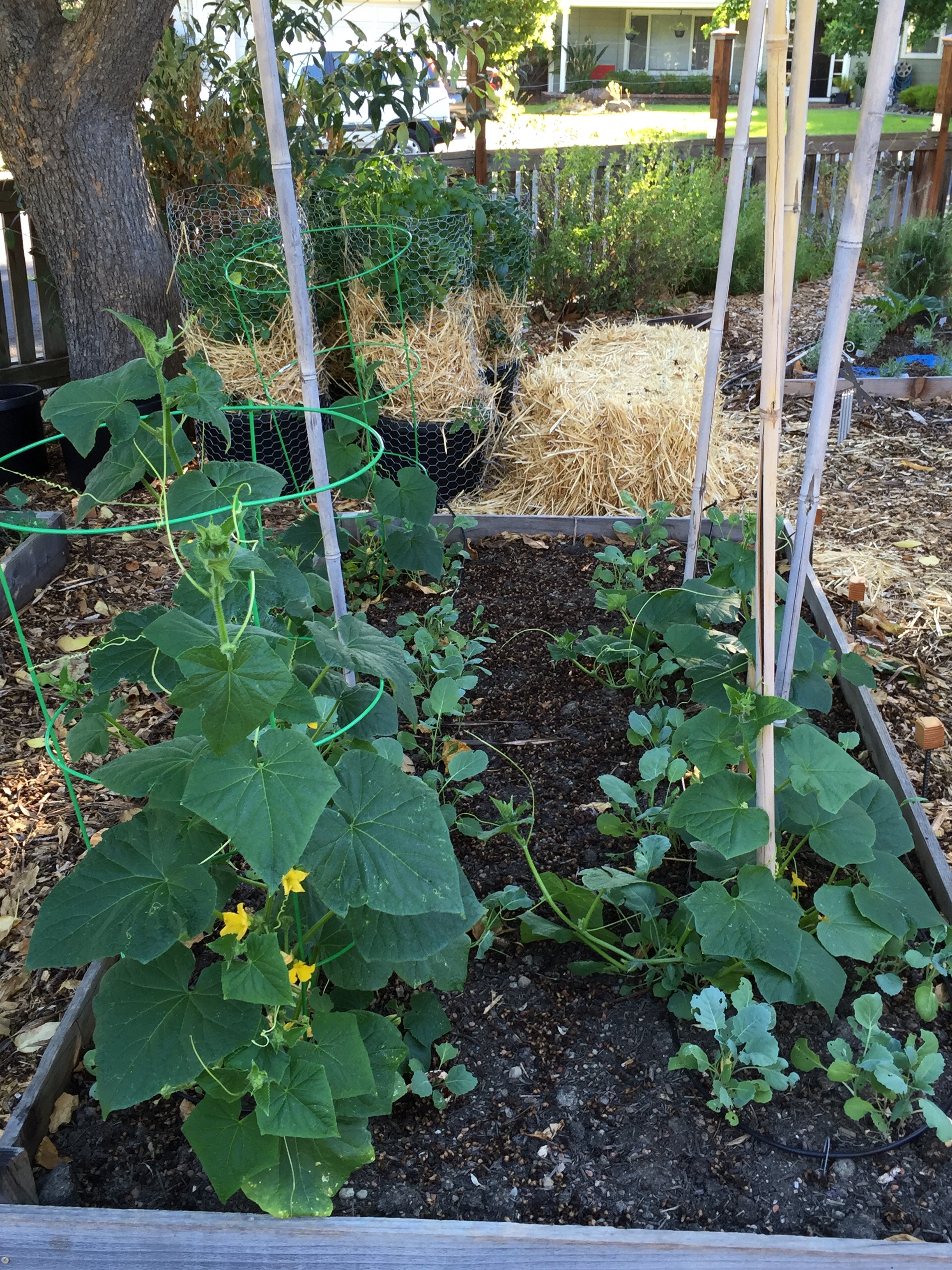 cucumbers (and collards)