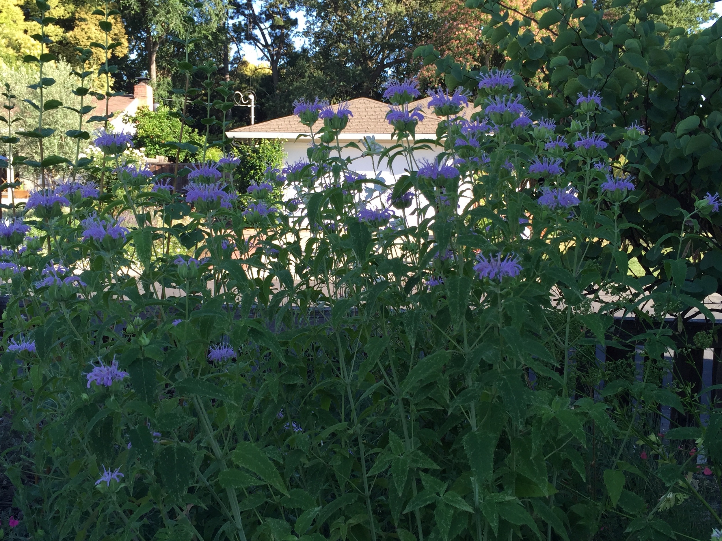 Monarda