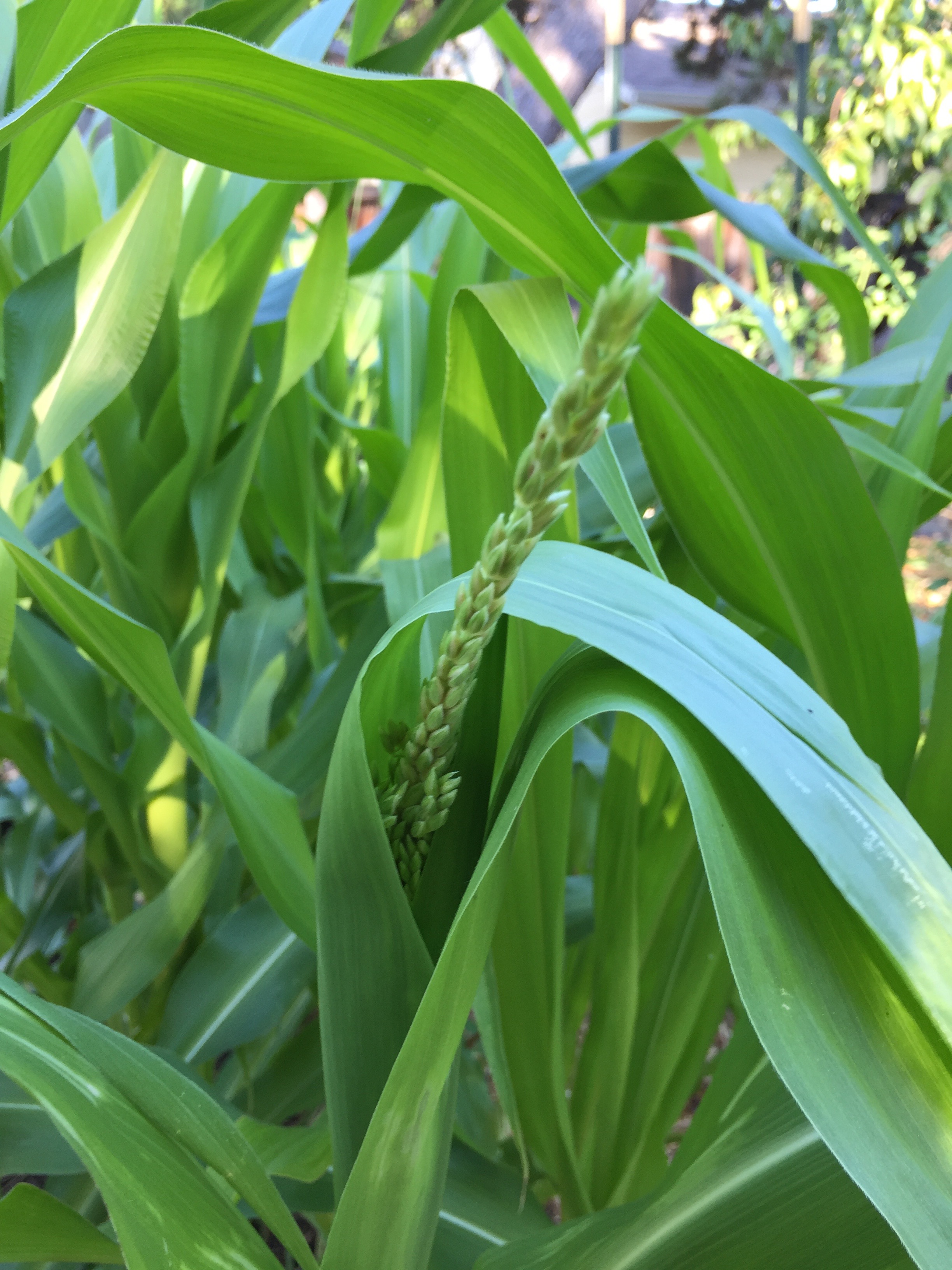 corn