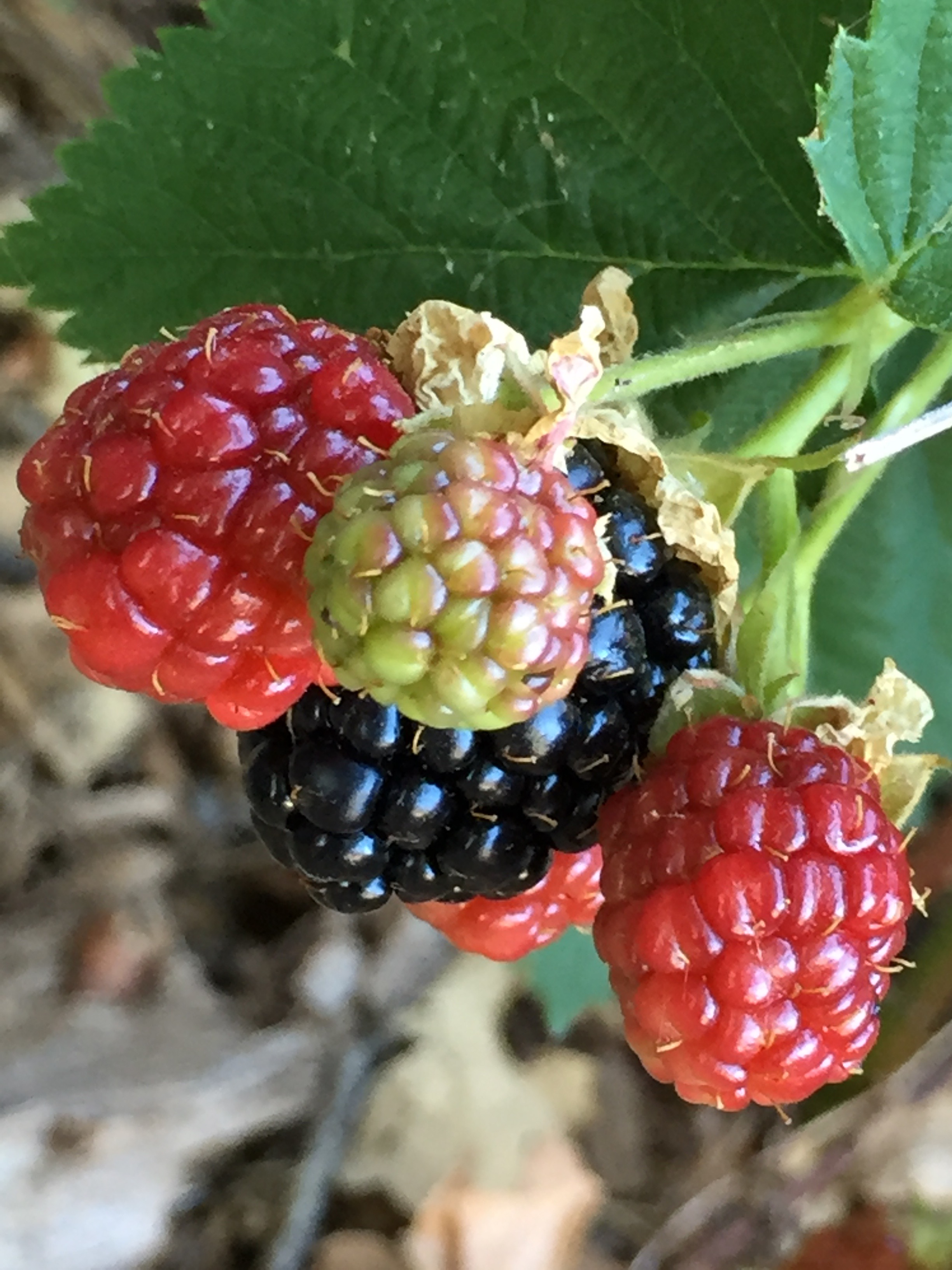 blackberries