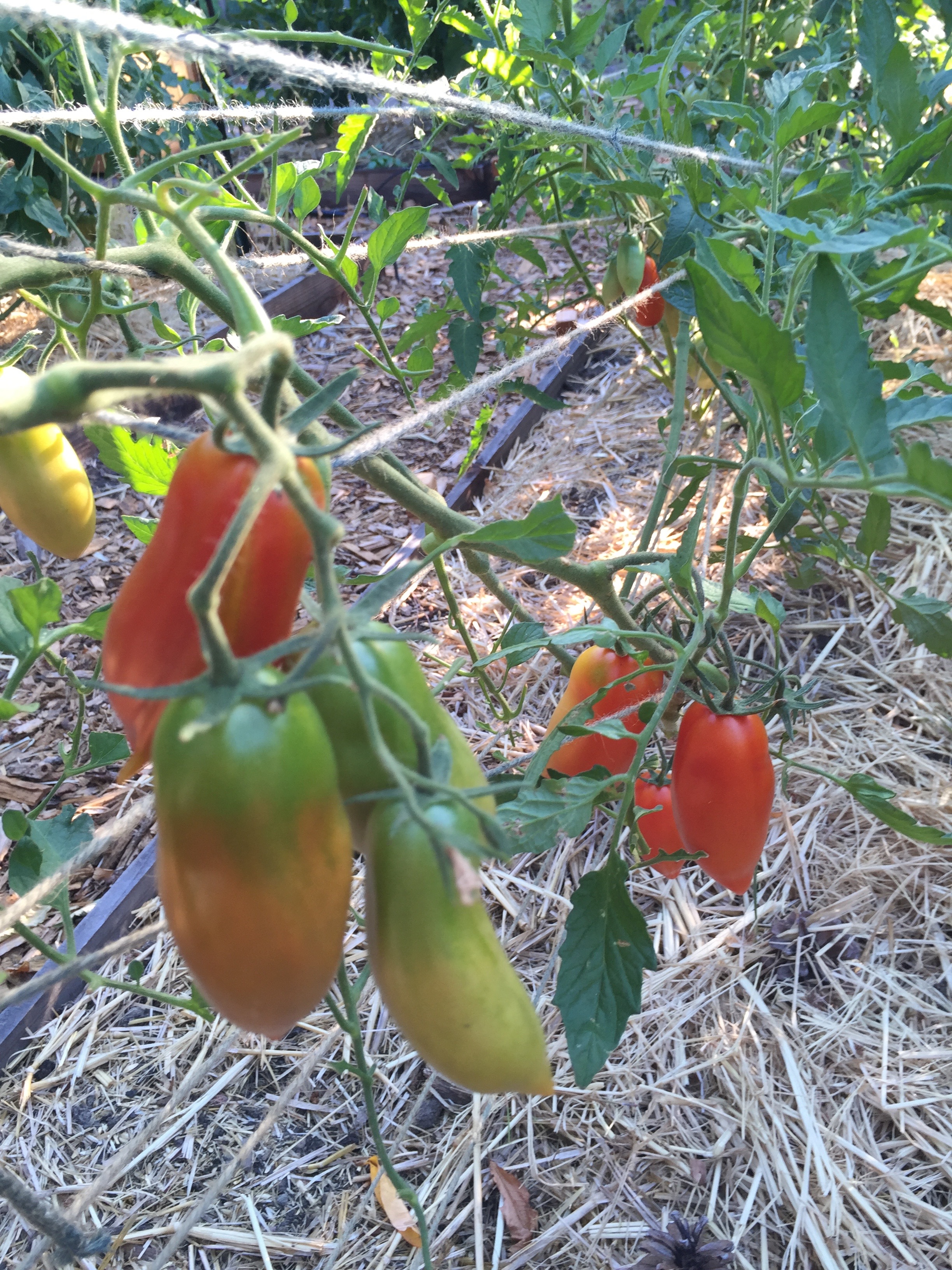 plum tomatoes