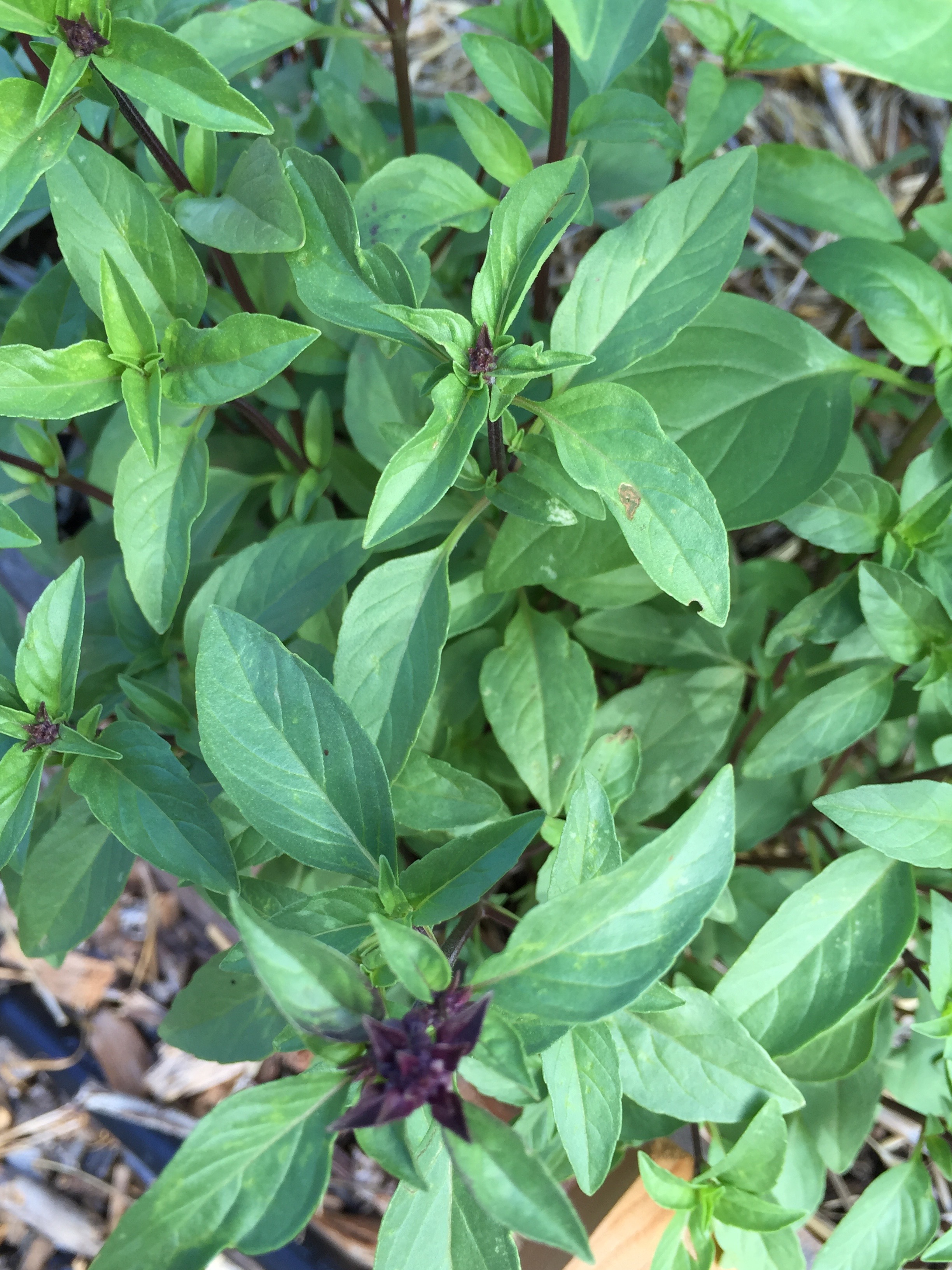 Thai basil