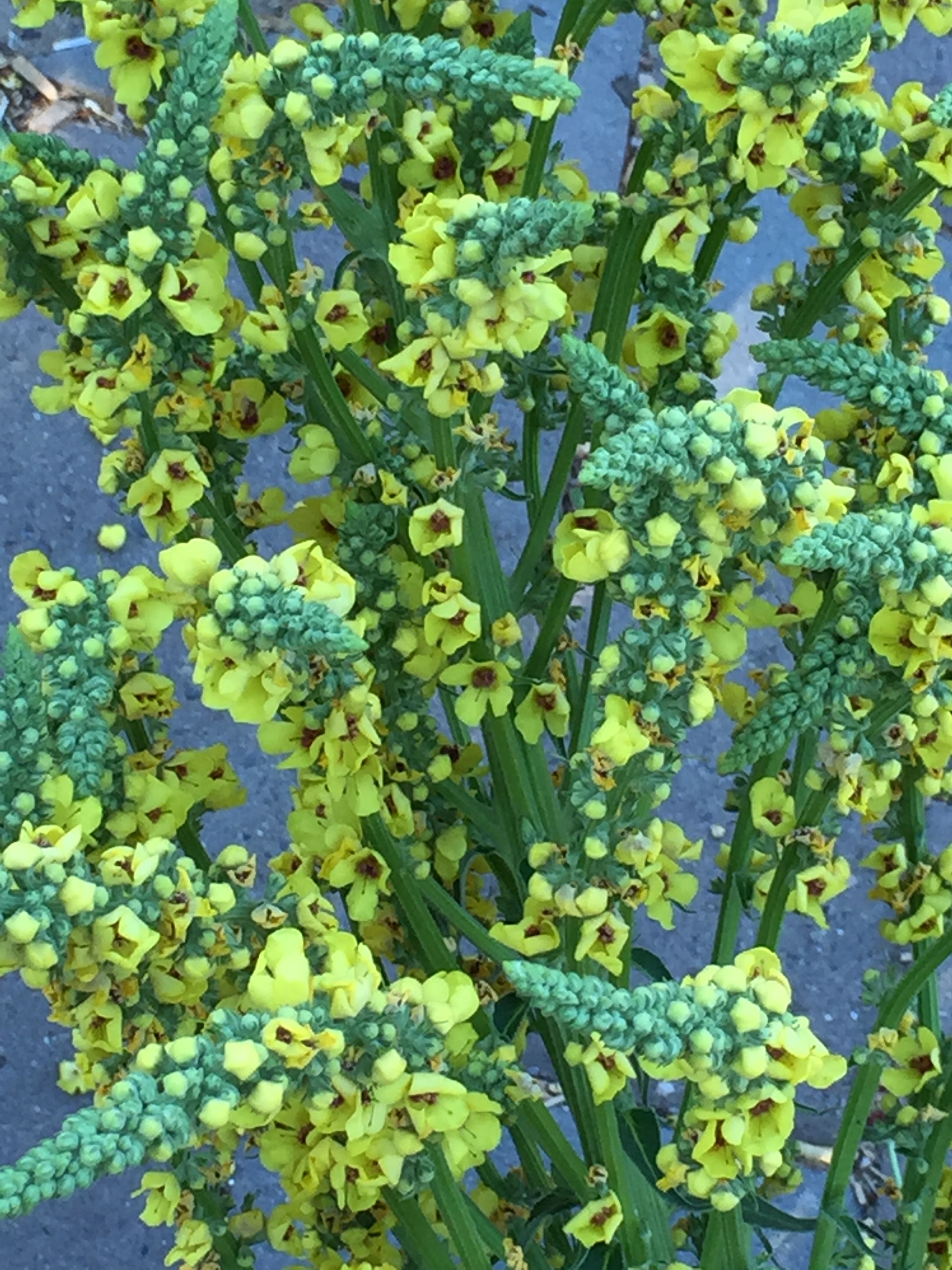 dark mullein