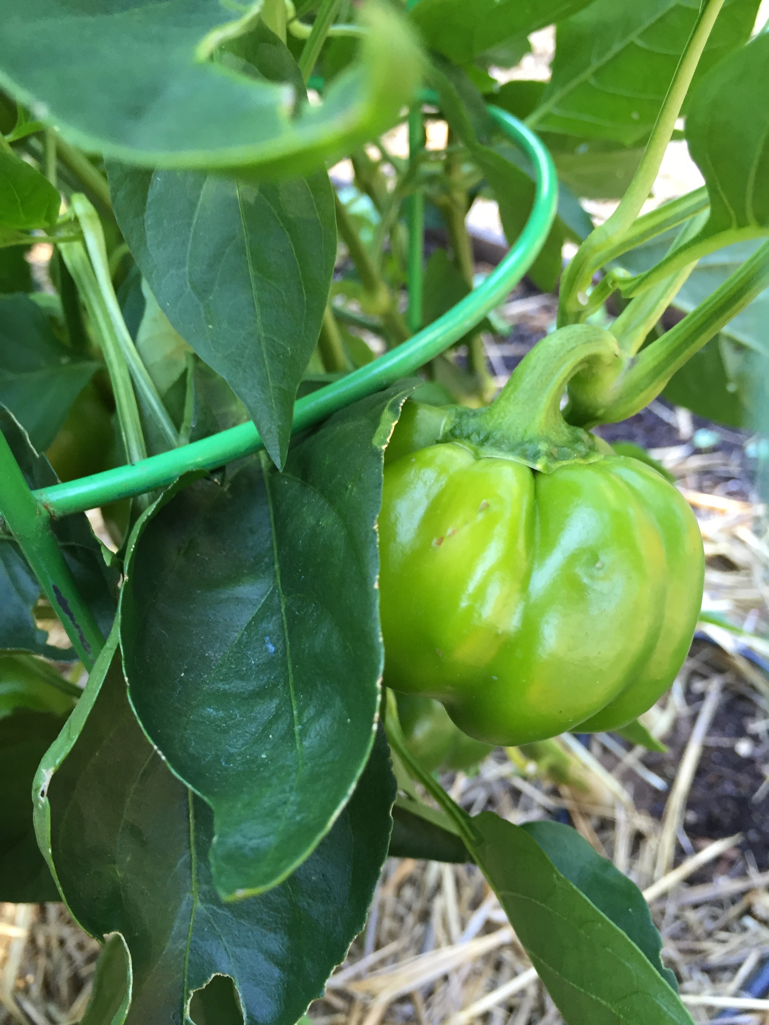 sheepnose pimento