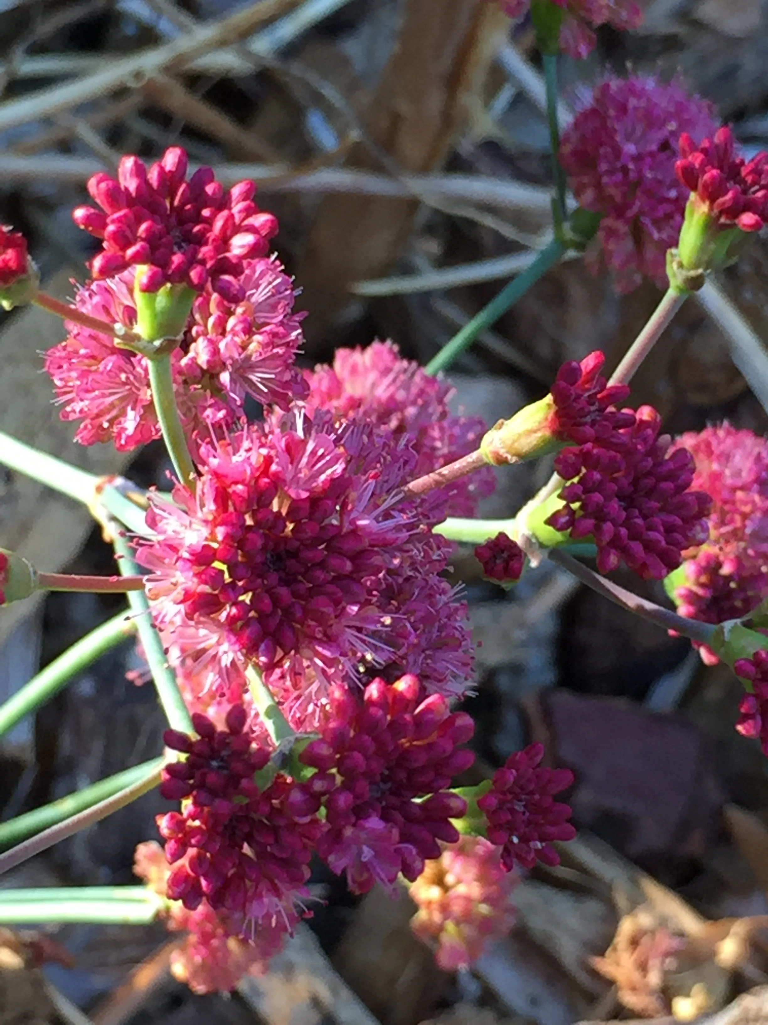 buckwheat (San Miguel Island)