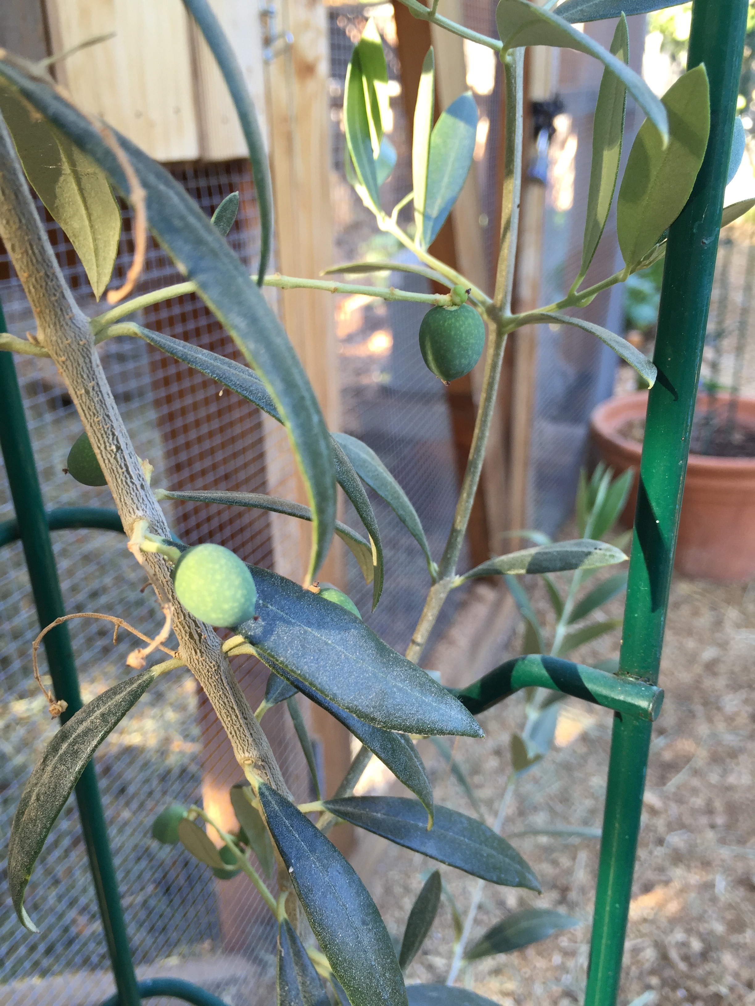 Olives