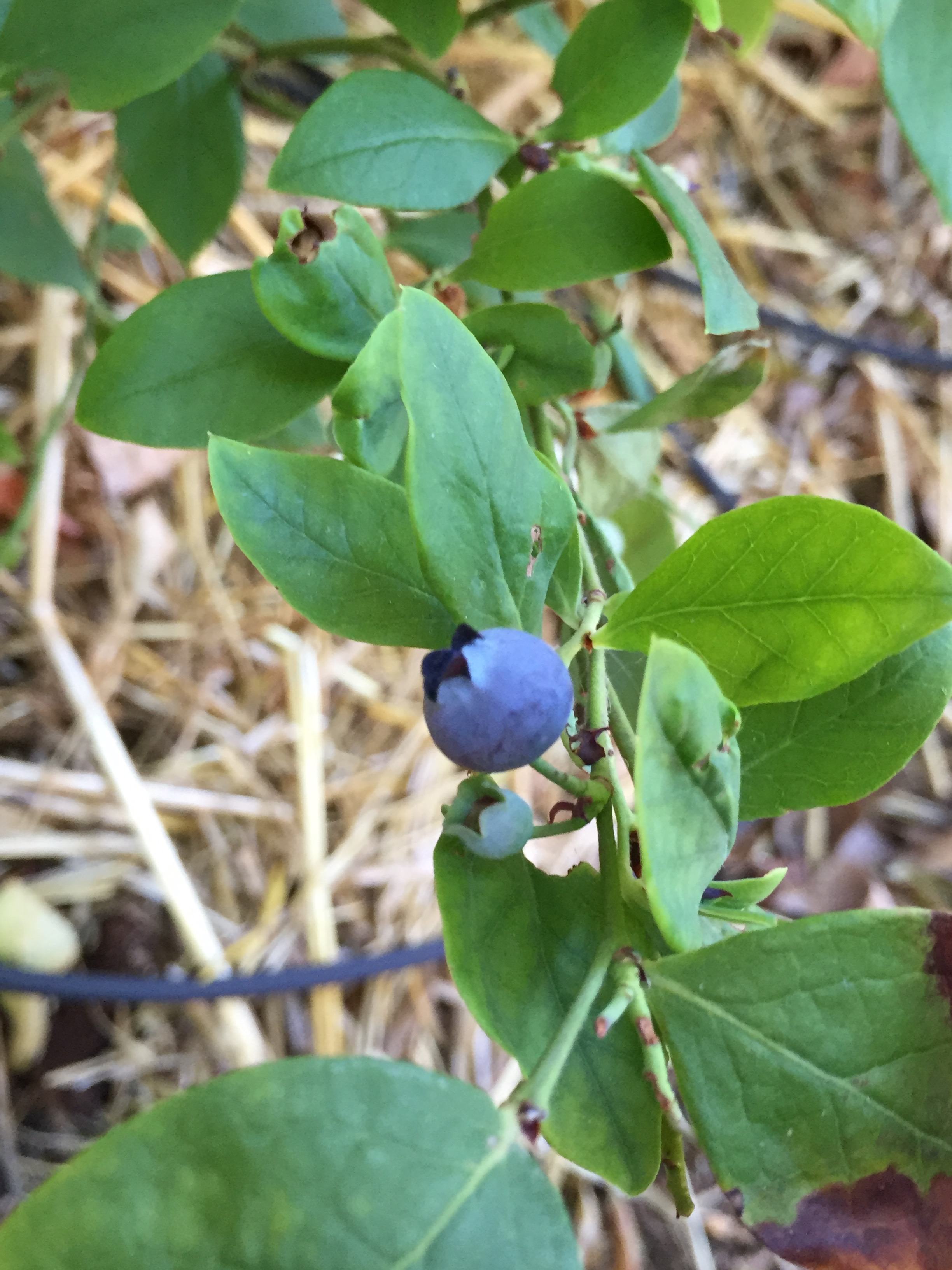 blueberries