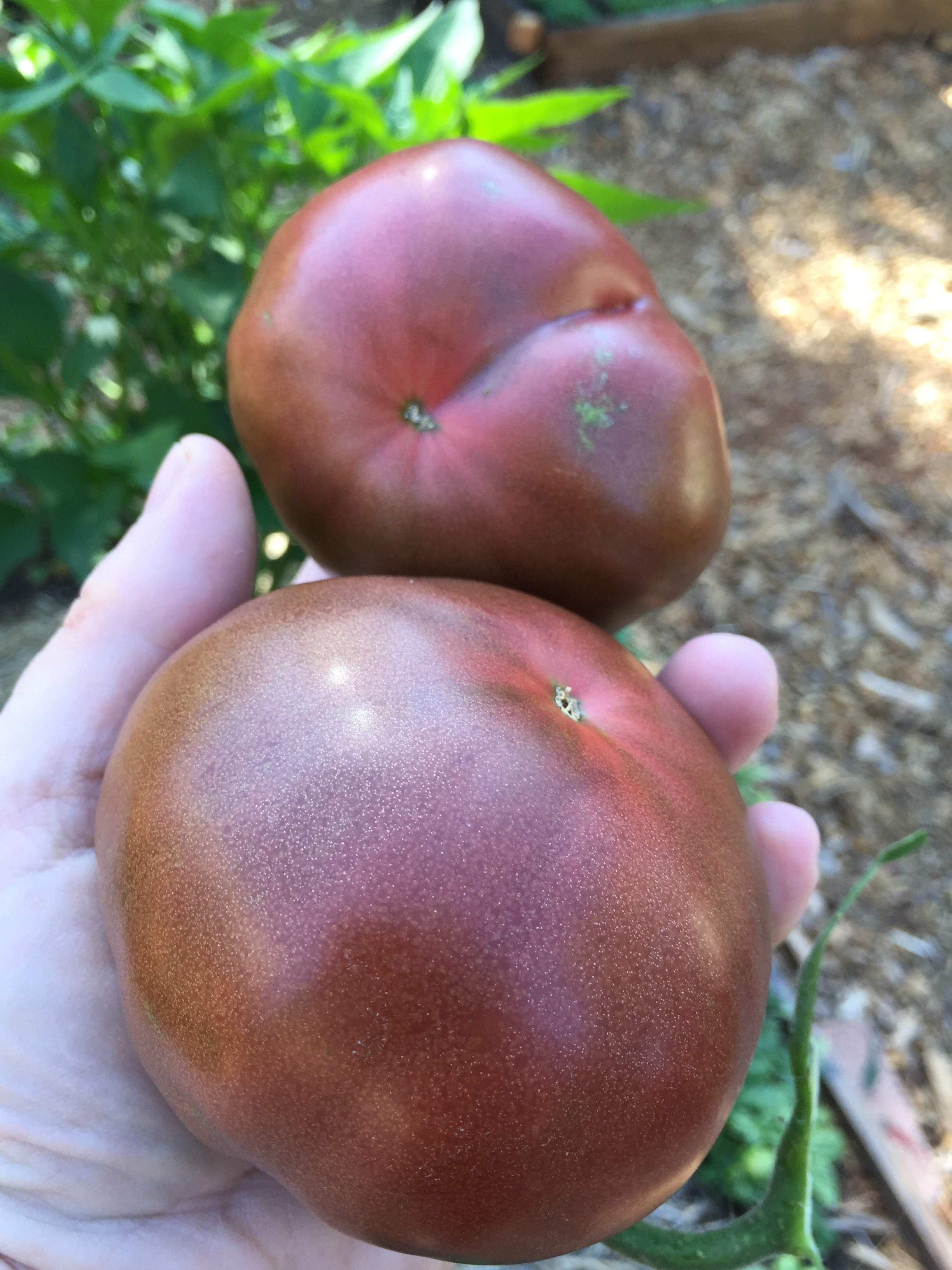 Black Krim tomatoes