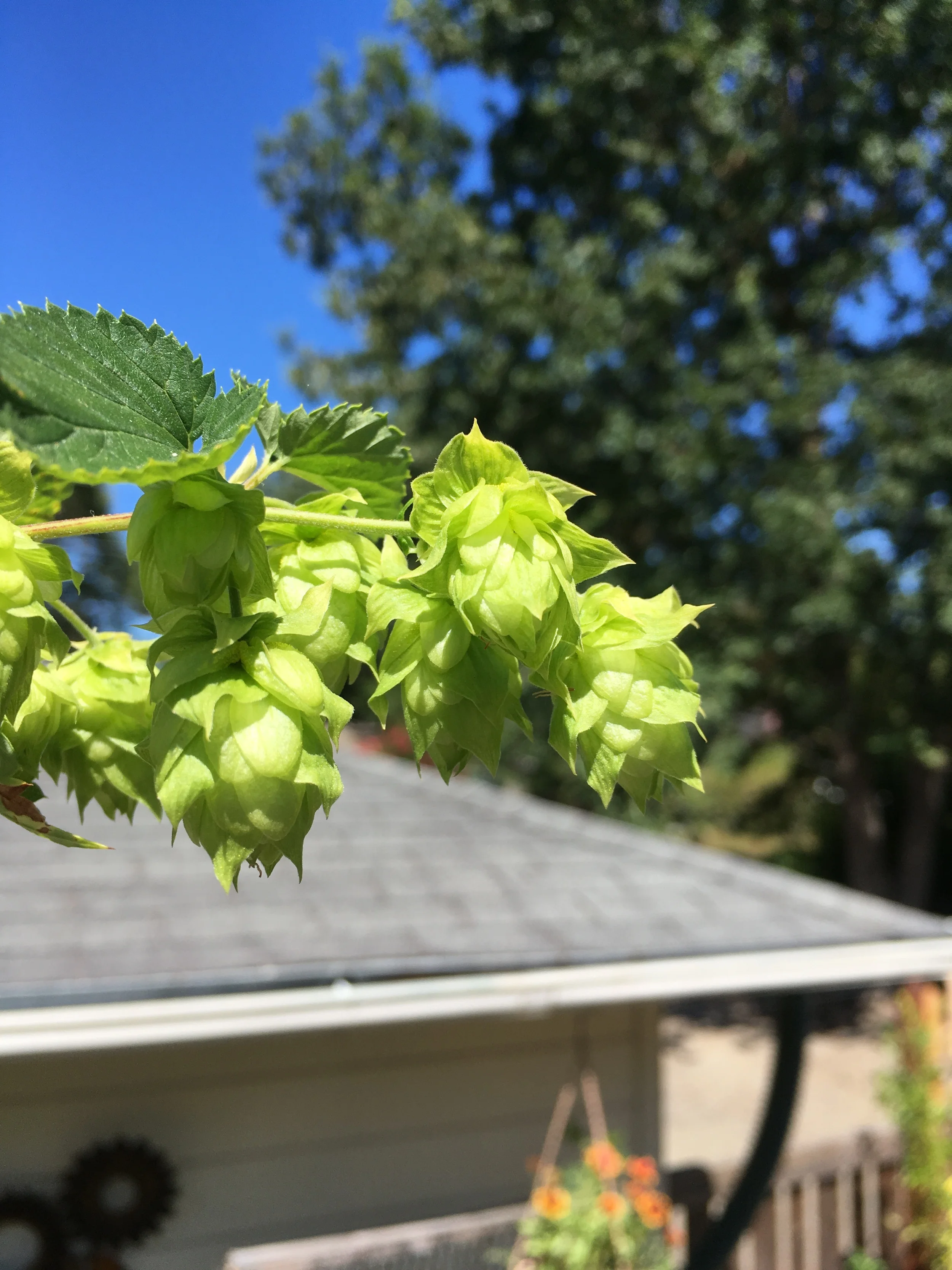 Cascade hop cones