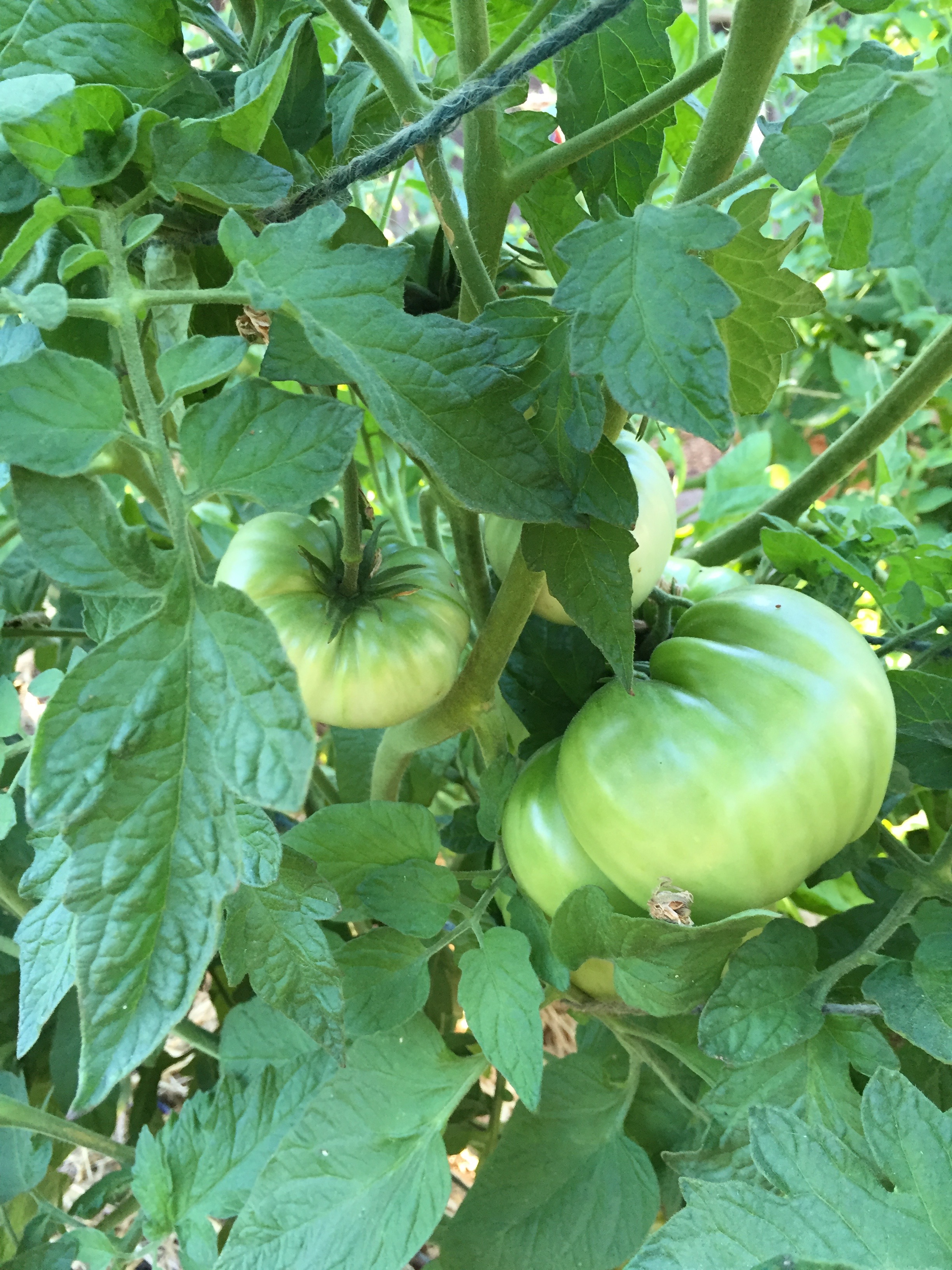tomatoes