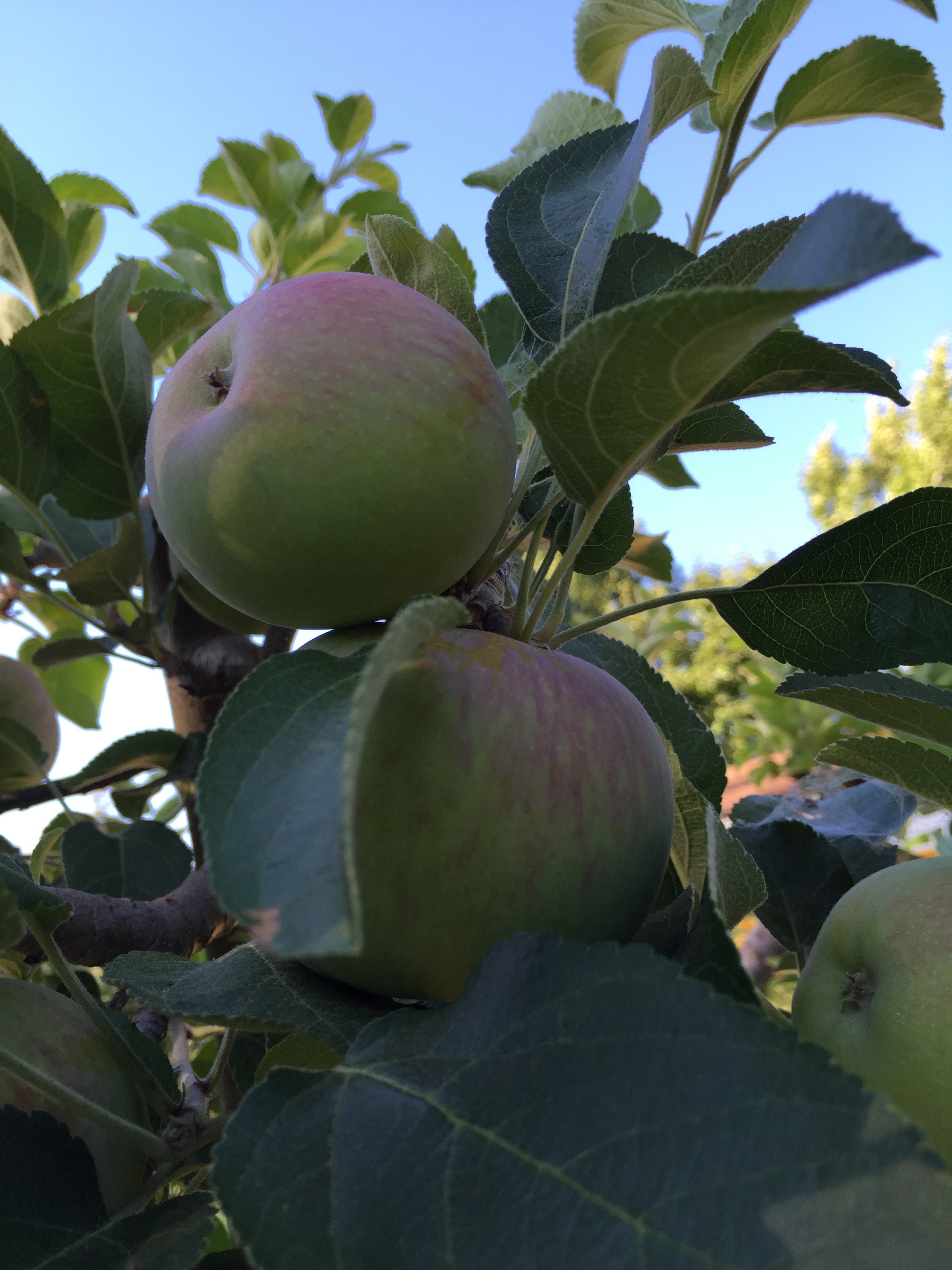 apples