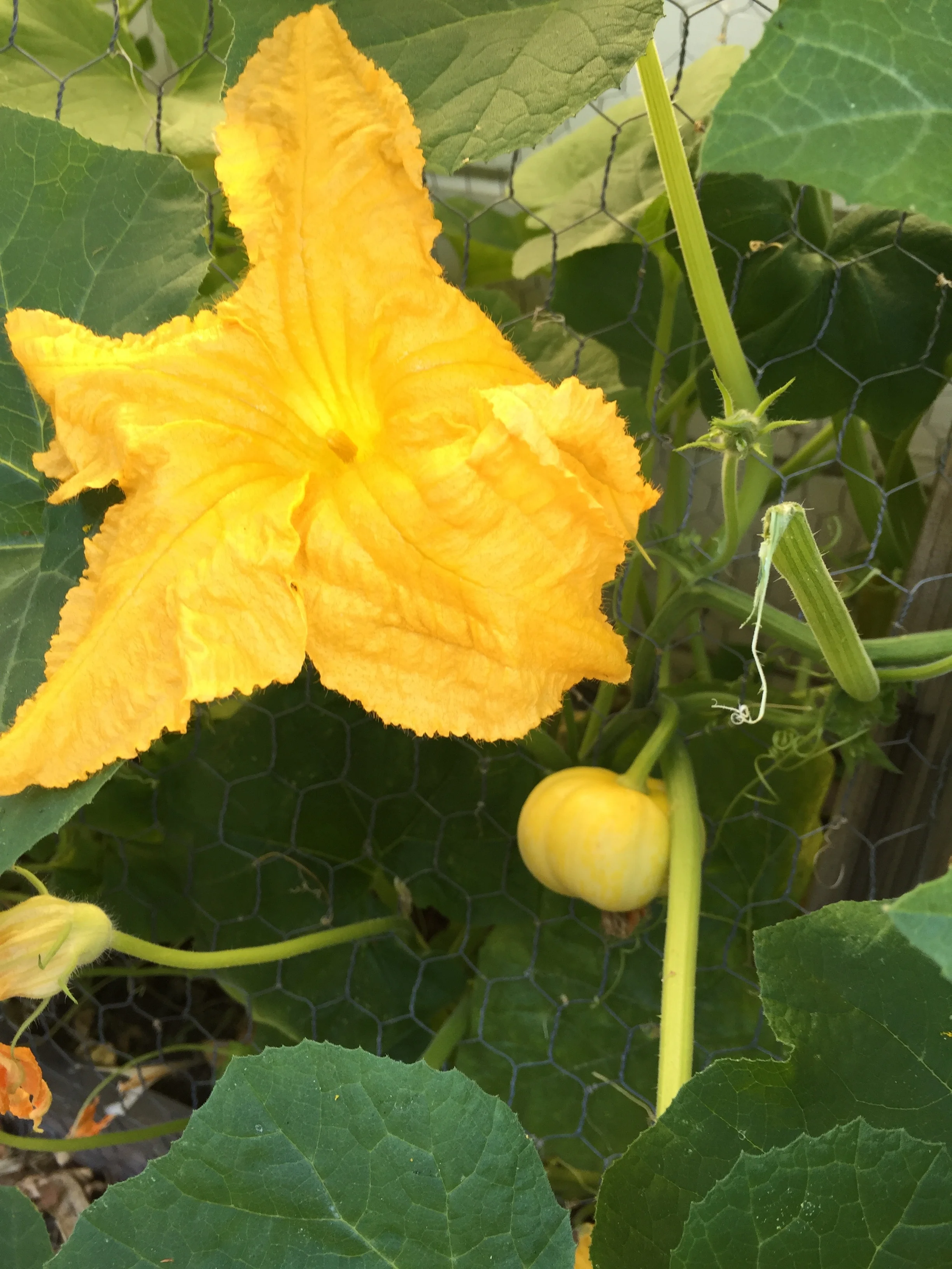 pumpkins