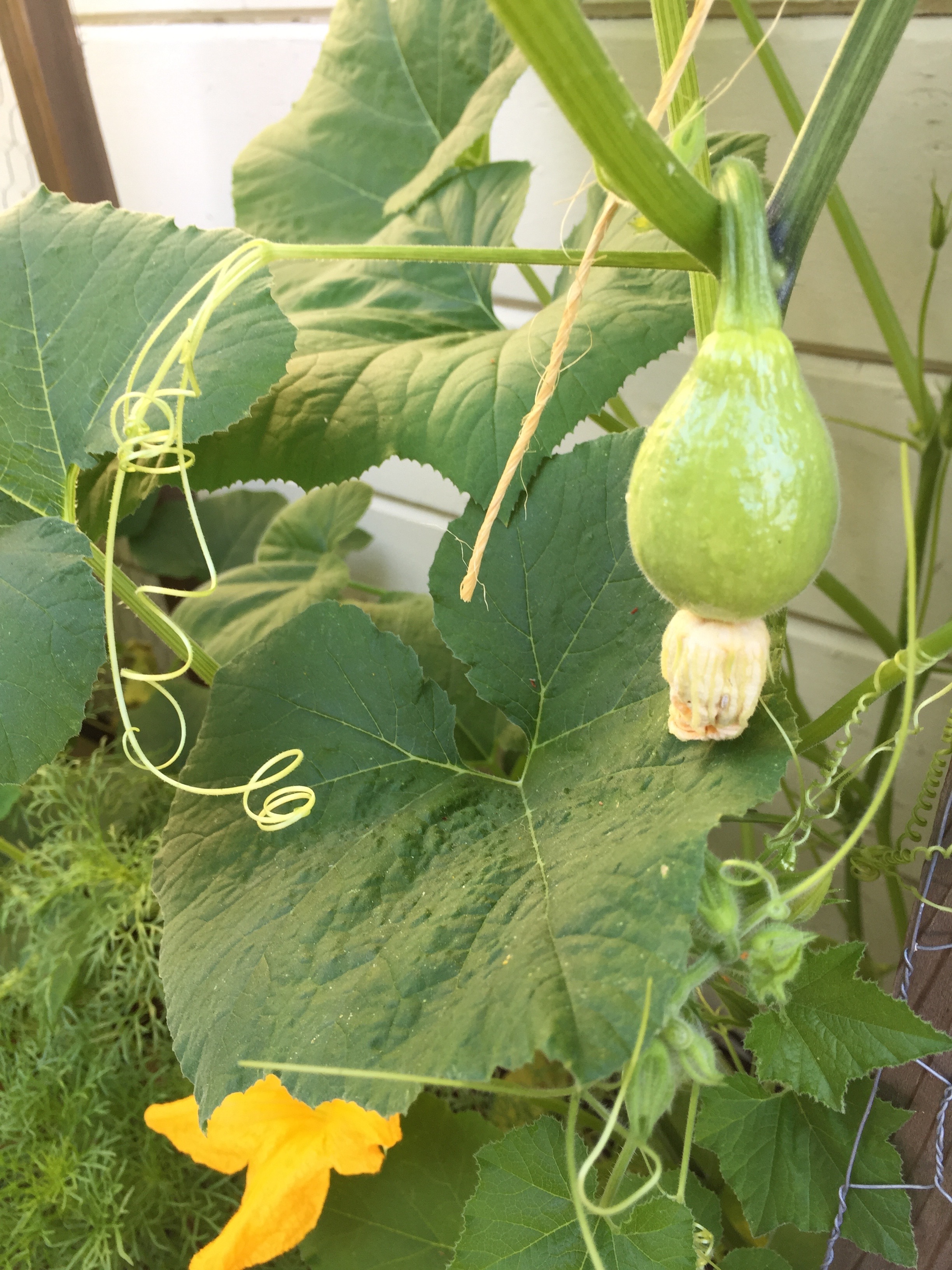 gourds