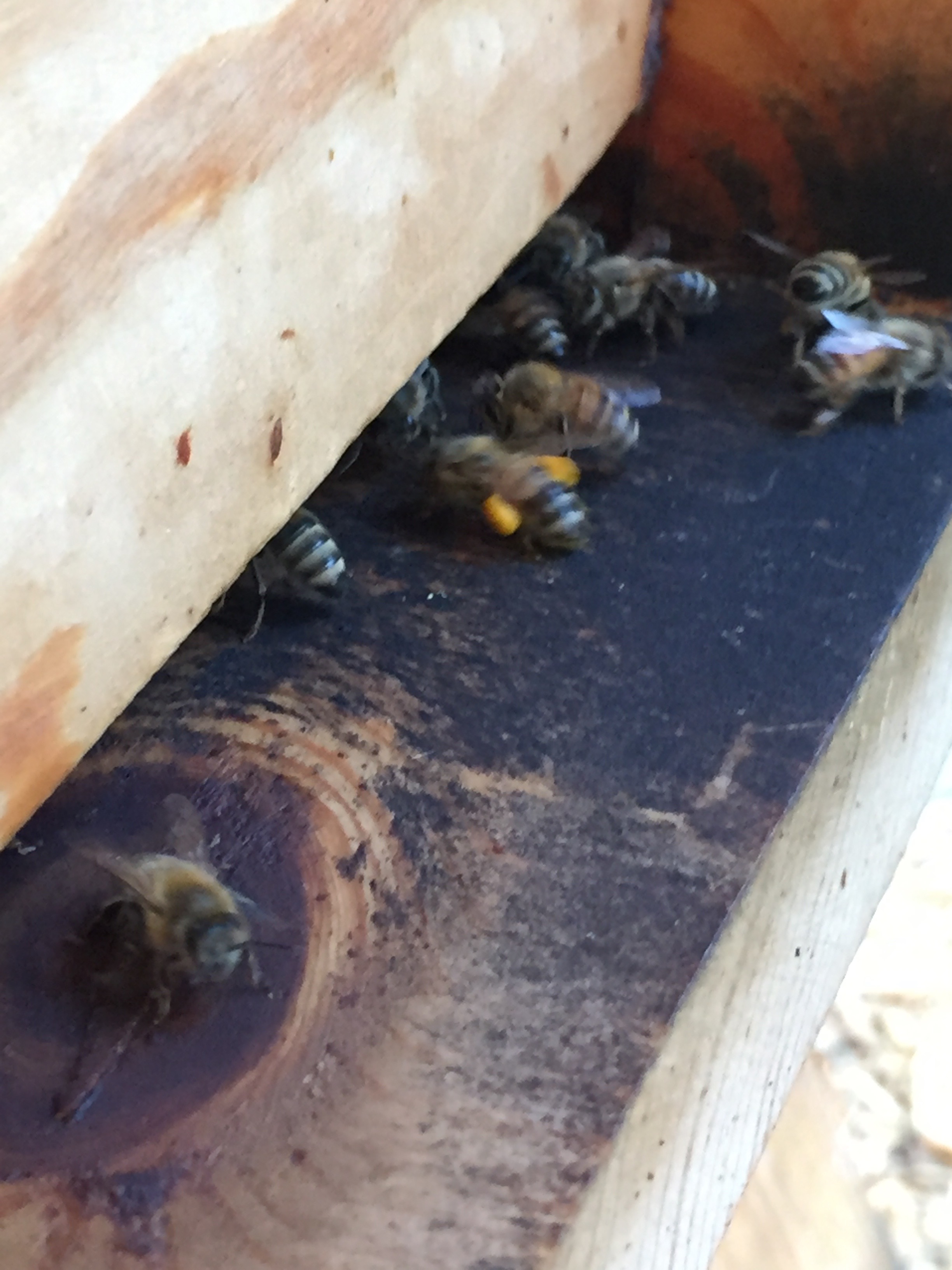 pollen coming in