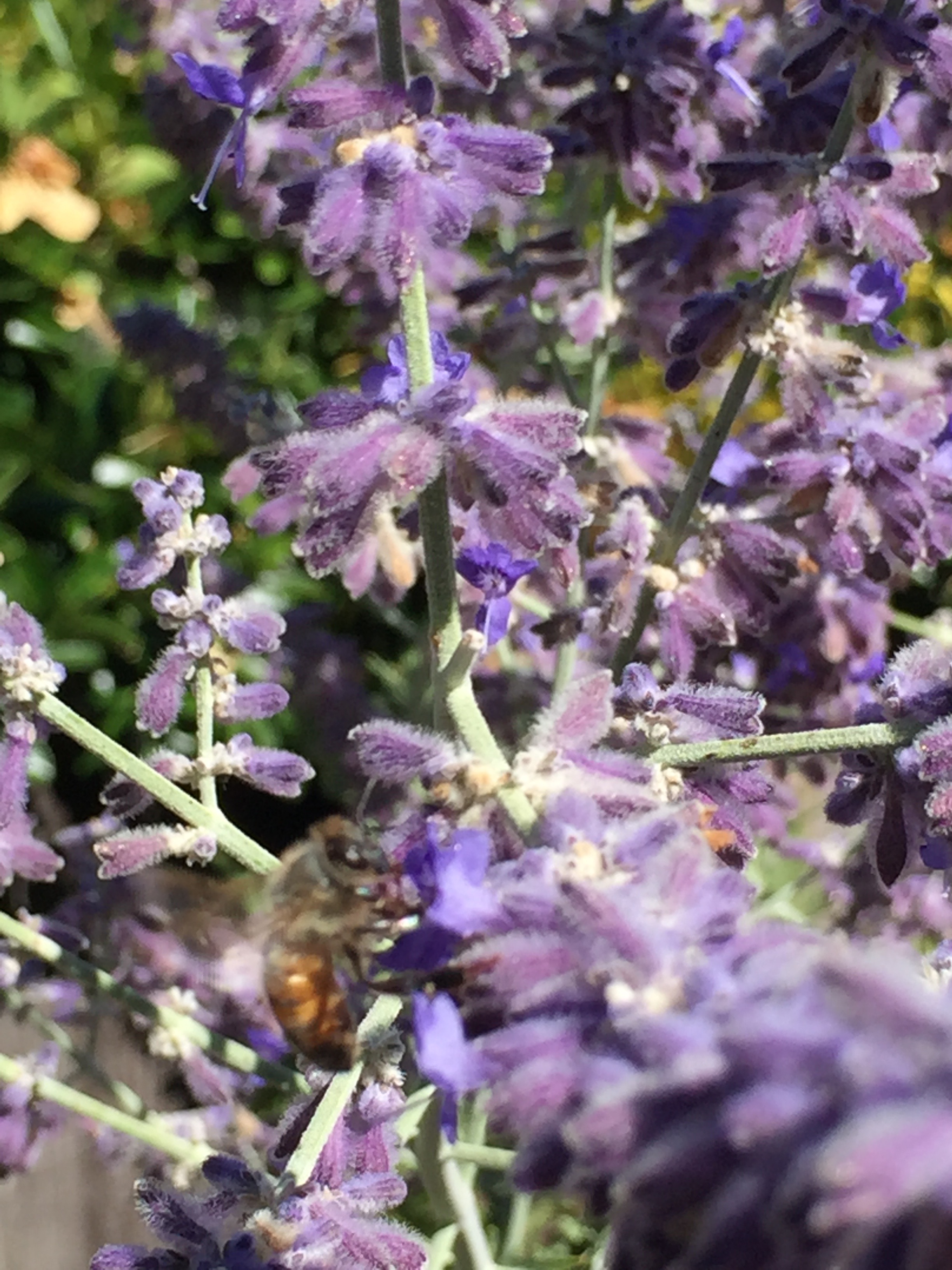 Russian sage