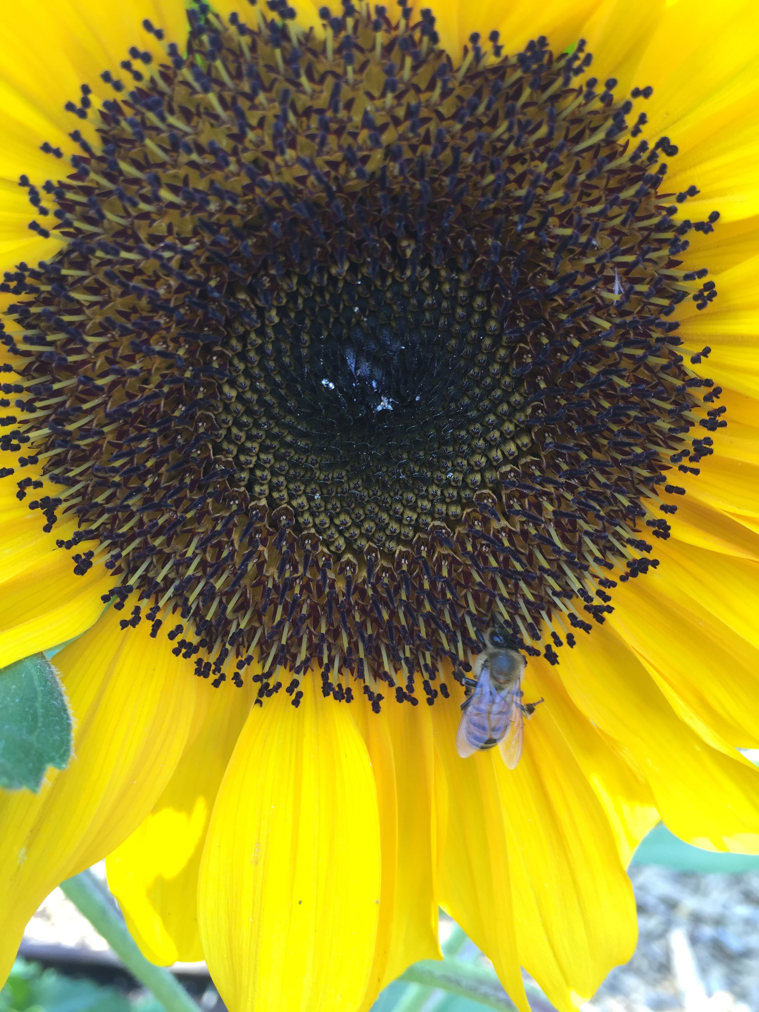 sunflower