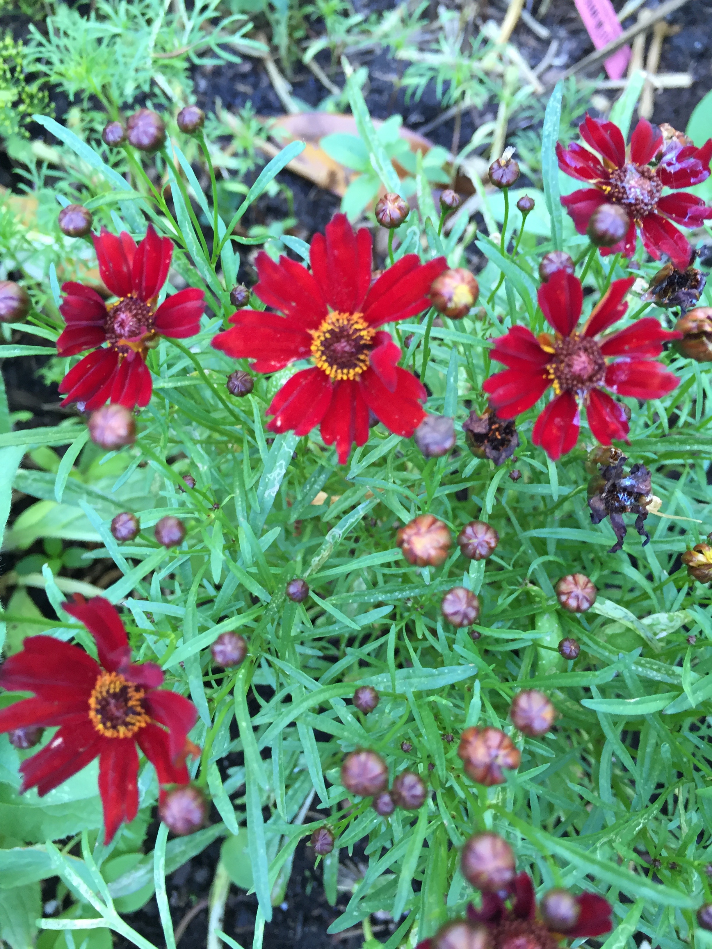 Coreopsis tinctoria 'Mahogany'
