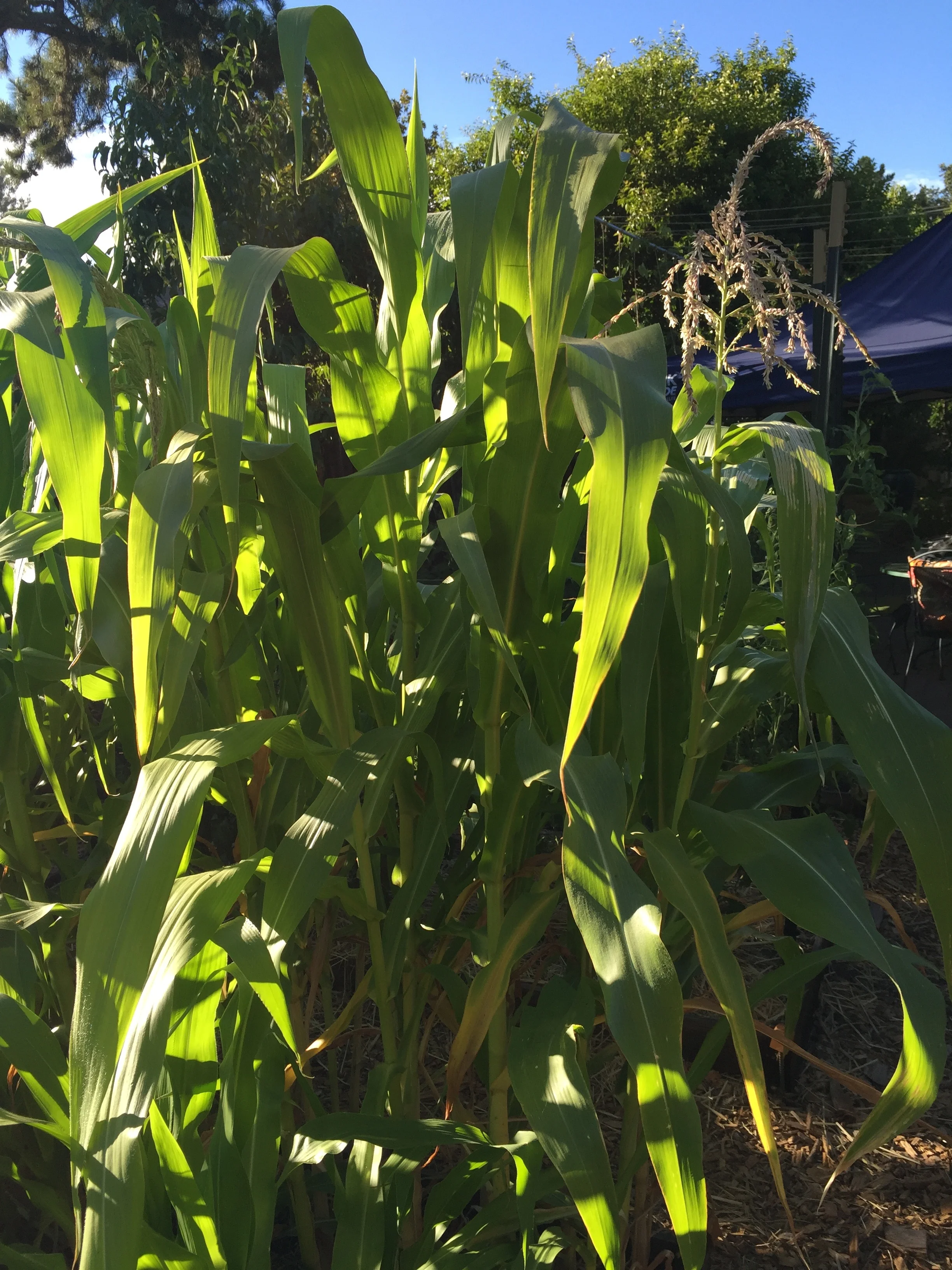corn