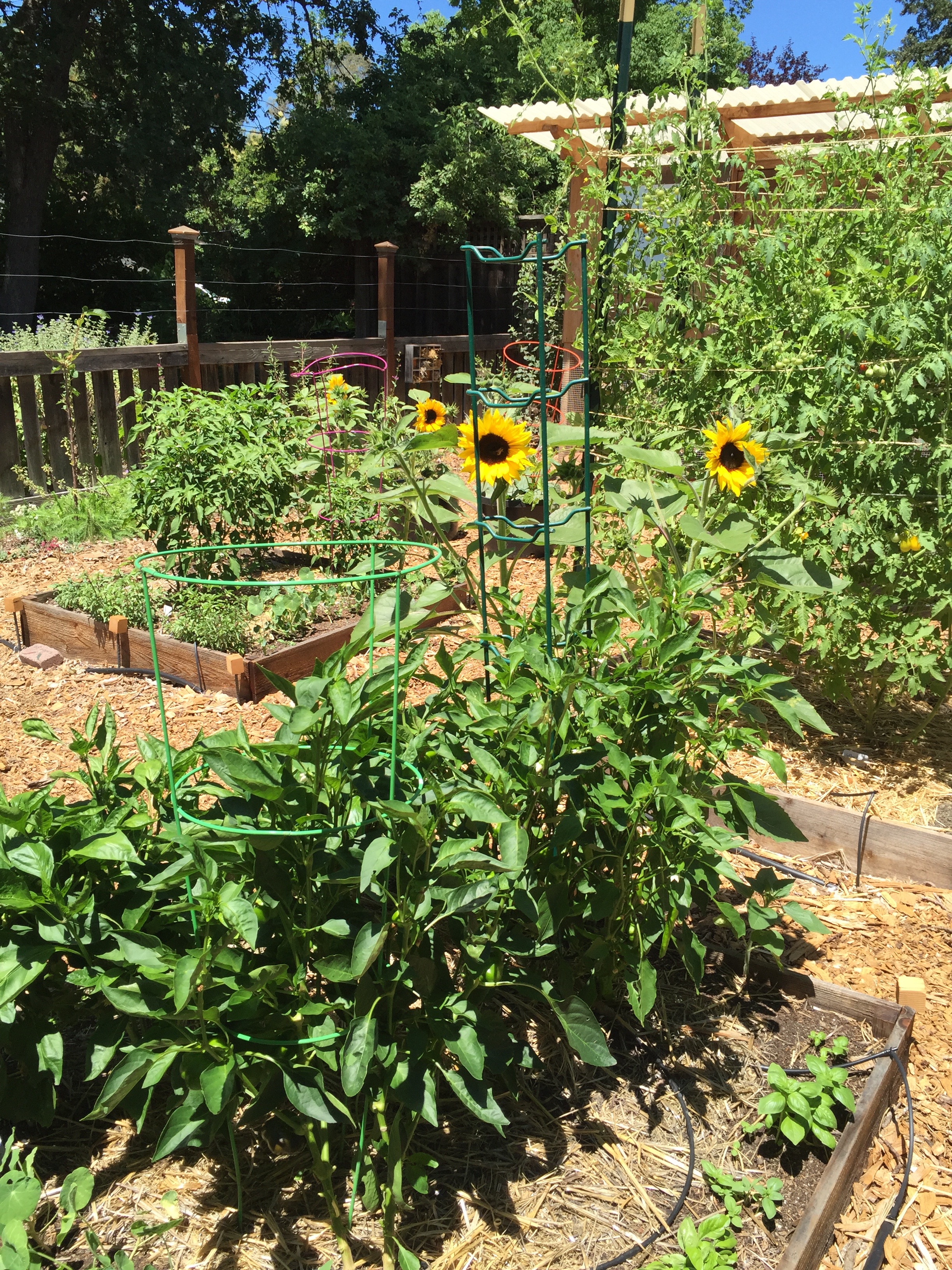 sweet pepper bed with basil and sunflowers